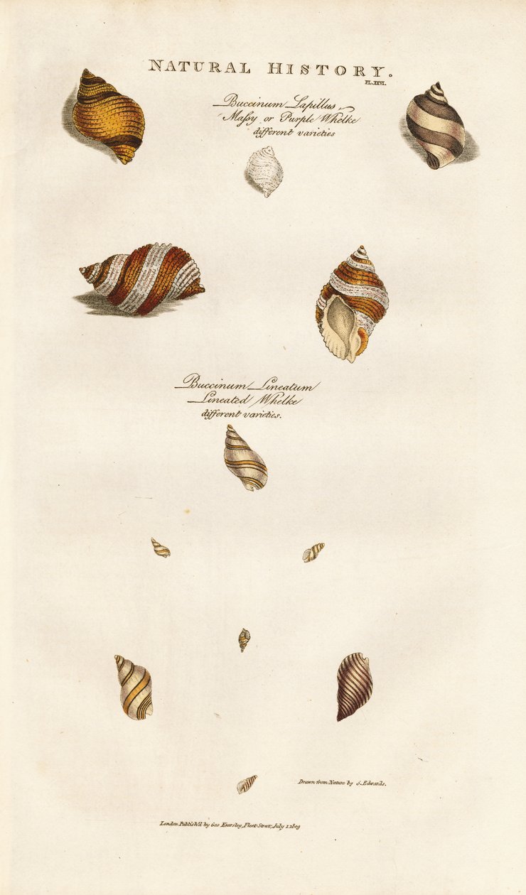  de Sydenham Teast Edwards