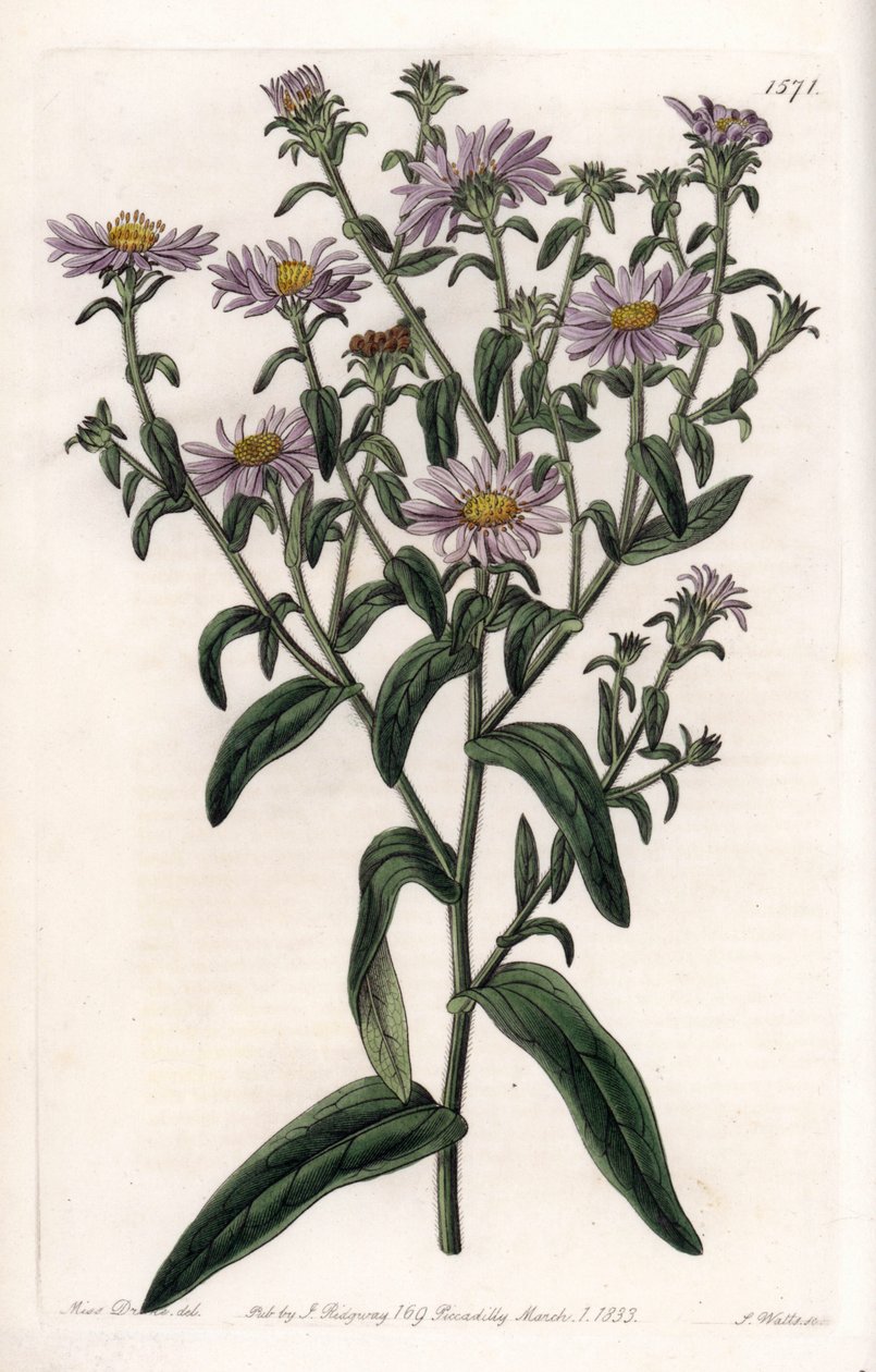 Aster de Virginia o Cosechadora de Sydenham Teast Edwards