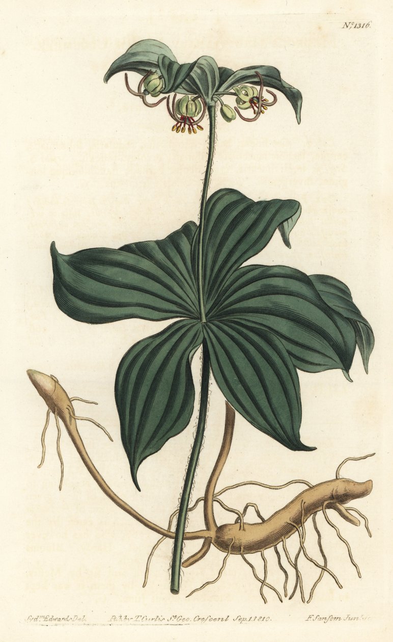 Medeola virginiana - Pepino indio. Grabado en cobre coloreado por F. Sansom Jr. de una ilustración de Sydenham Edwards del Botanical Magazine de William Curtis, Londres de Sydenham Teast Edwards