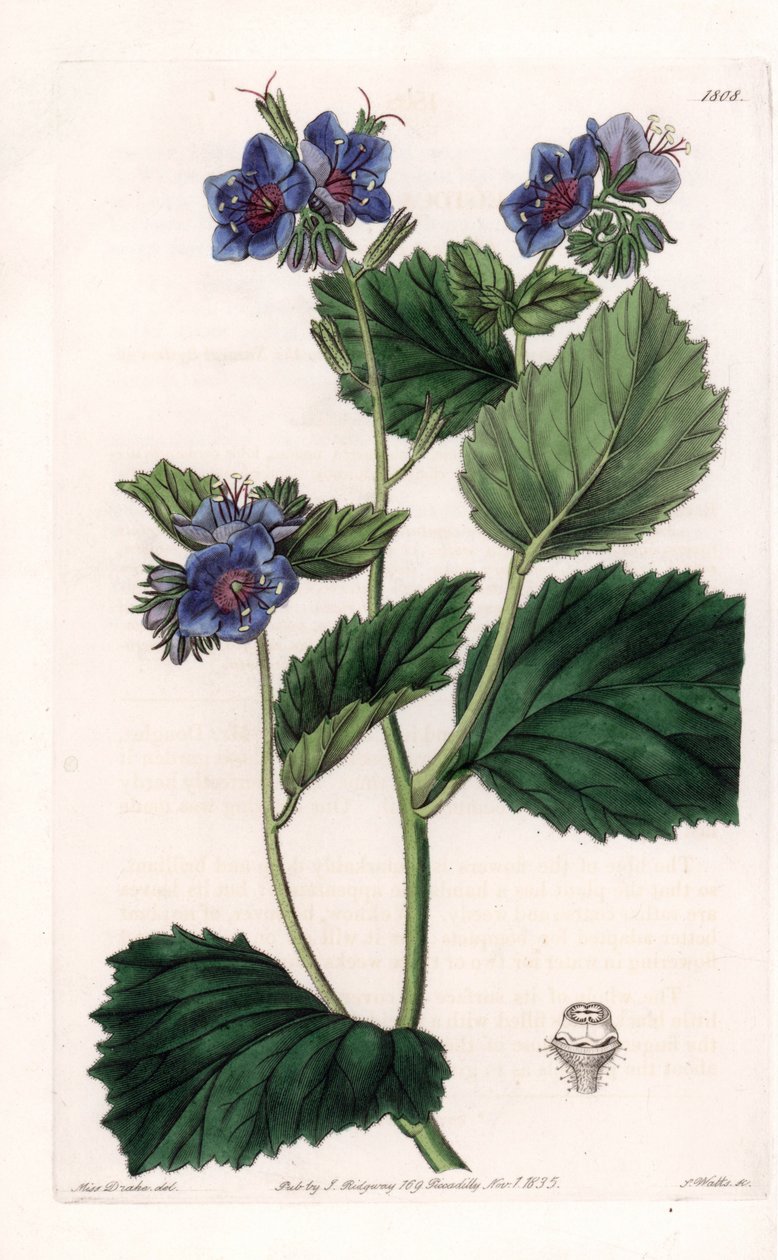 Phacelia viscosa de Sydenham Teast Edwards