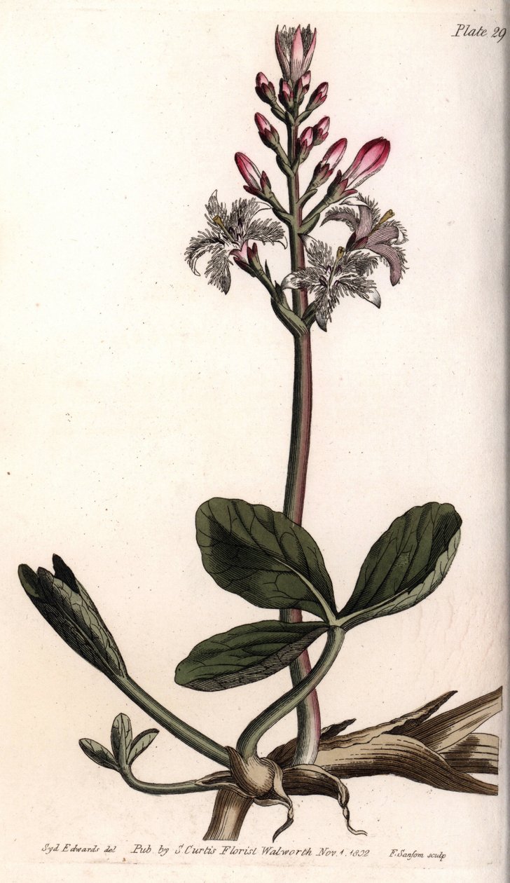 Trébol de agua o menyanthes trifoliata de Sydenham Teast Edwards