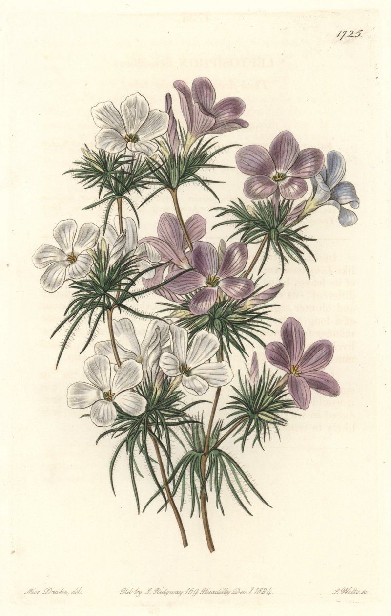 Leptosiphon blanco y púrpura - Agua fuerte por S. Watts de una ilustración de Sarah Anne Drake (1803-1857), del Registro Botánico de Sydenham Teast Edwards