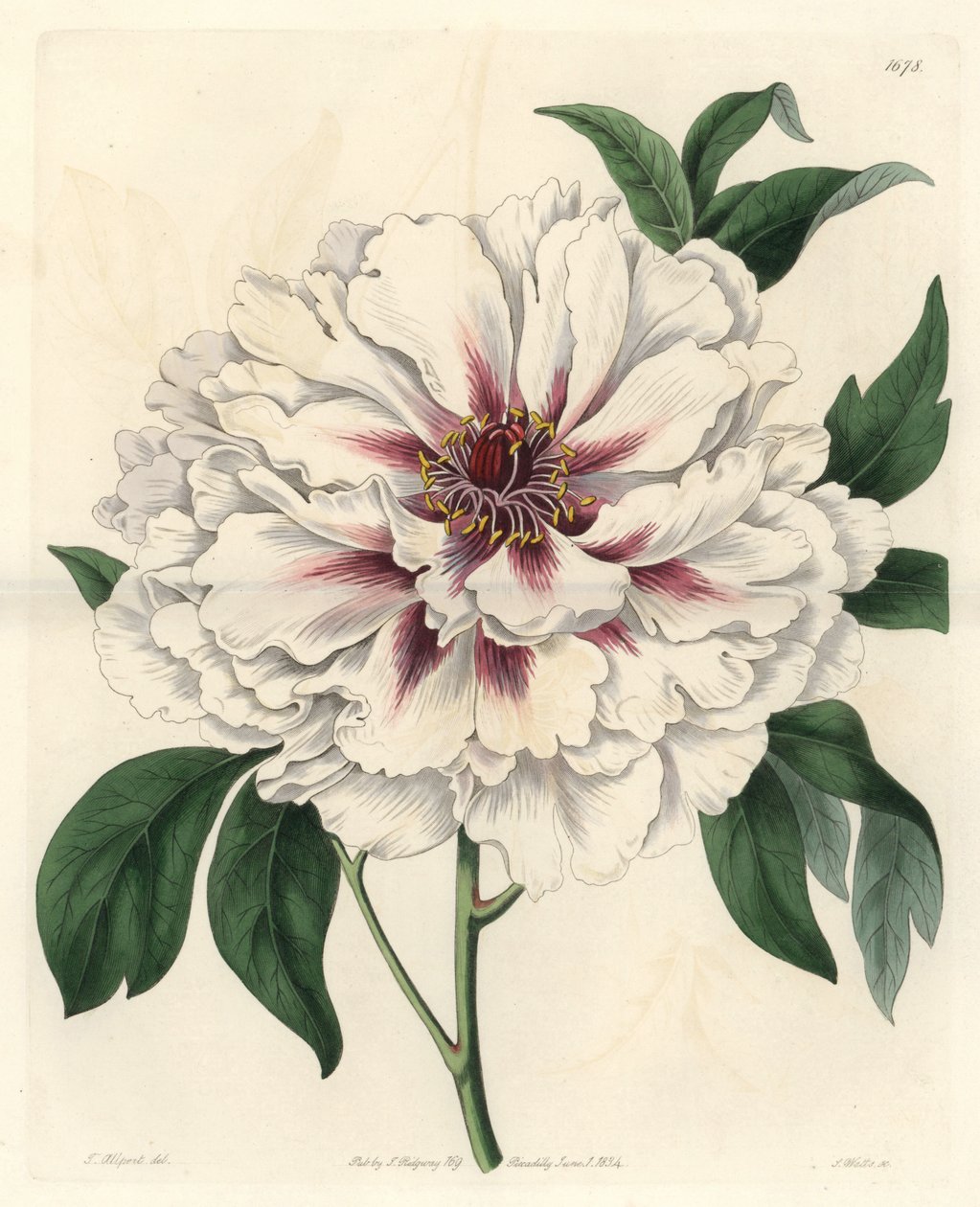 Peonía arbustiva blanca, del Registro Botánico de Sydenham Teast Edwards