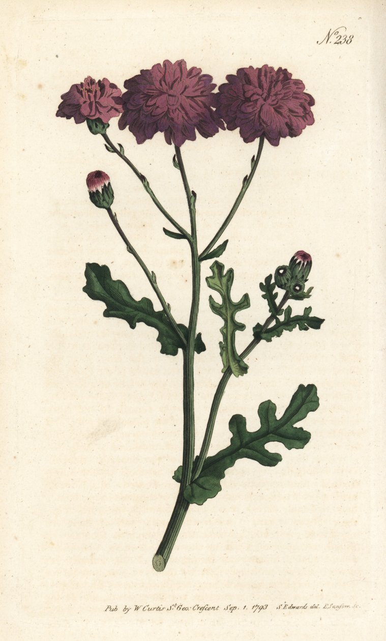 Cineraire silvestre - Senecio elegans. Grabado en cobre a mano coloreado por Sansom después de una ilustración de Sydenham Edwards del Botanical Magazine de William Curtis, Londres de Sydenham Teast Edwards