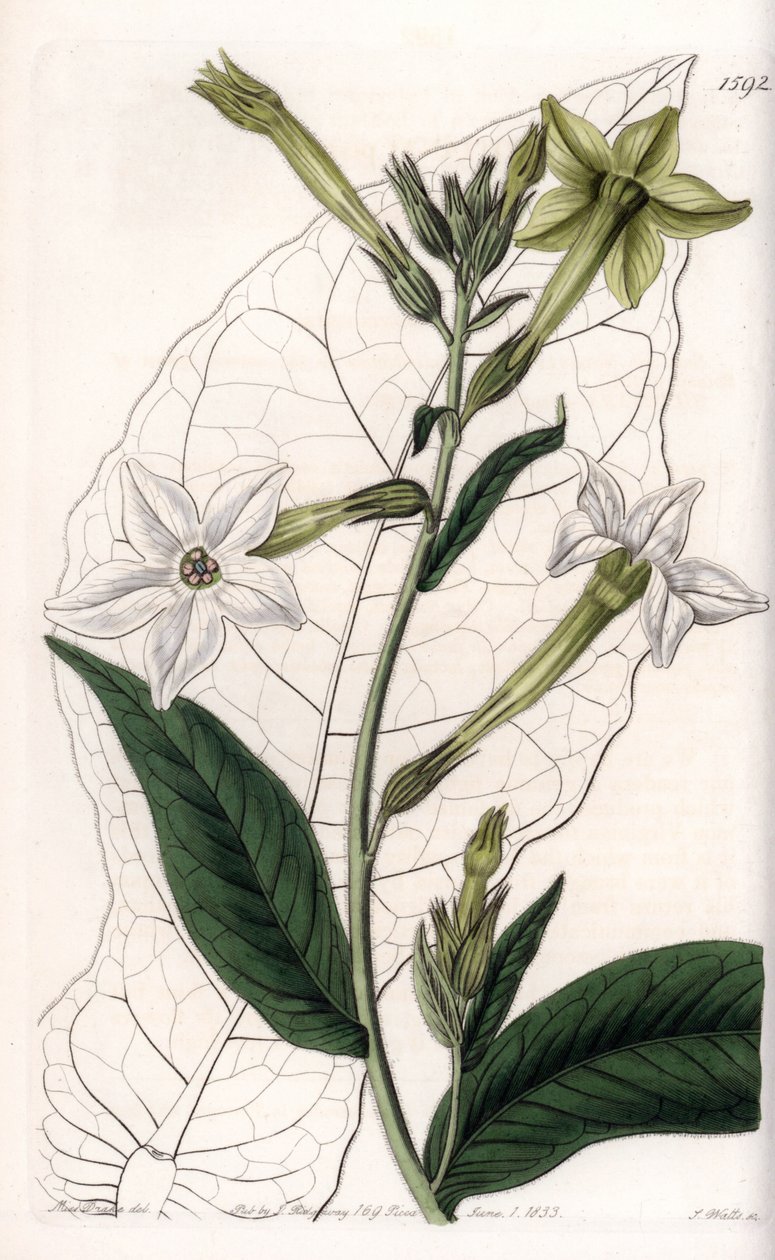 Tabaco ornamental de Sydenham Teast Edwards