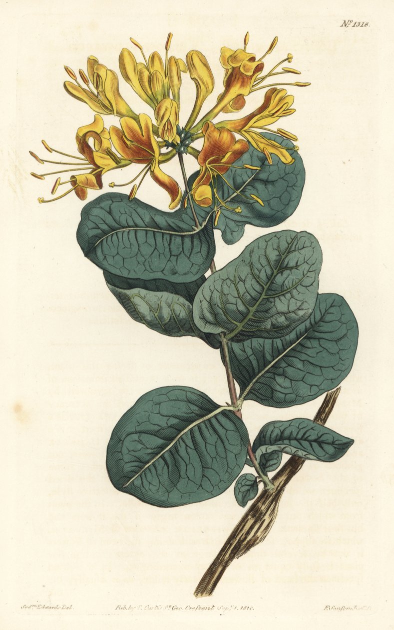 Madreselva de flores amarillas, del Botanical Magazine de William Curtis de Sydenham Teast Edwards