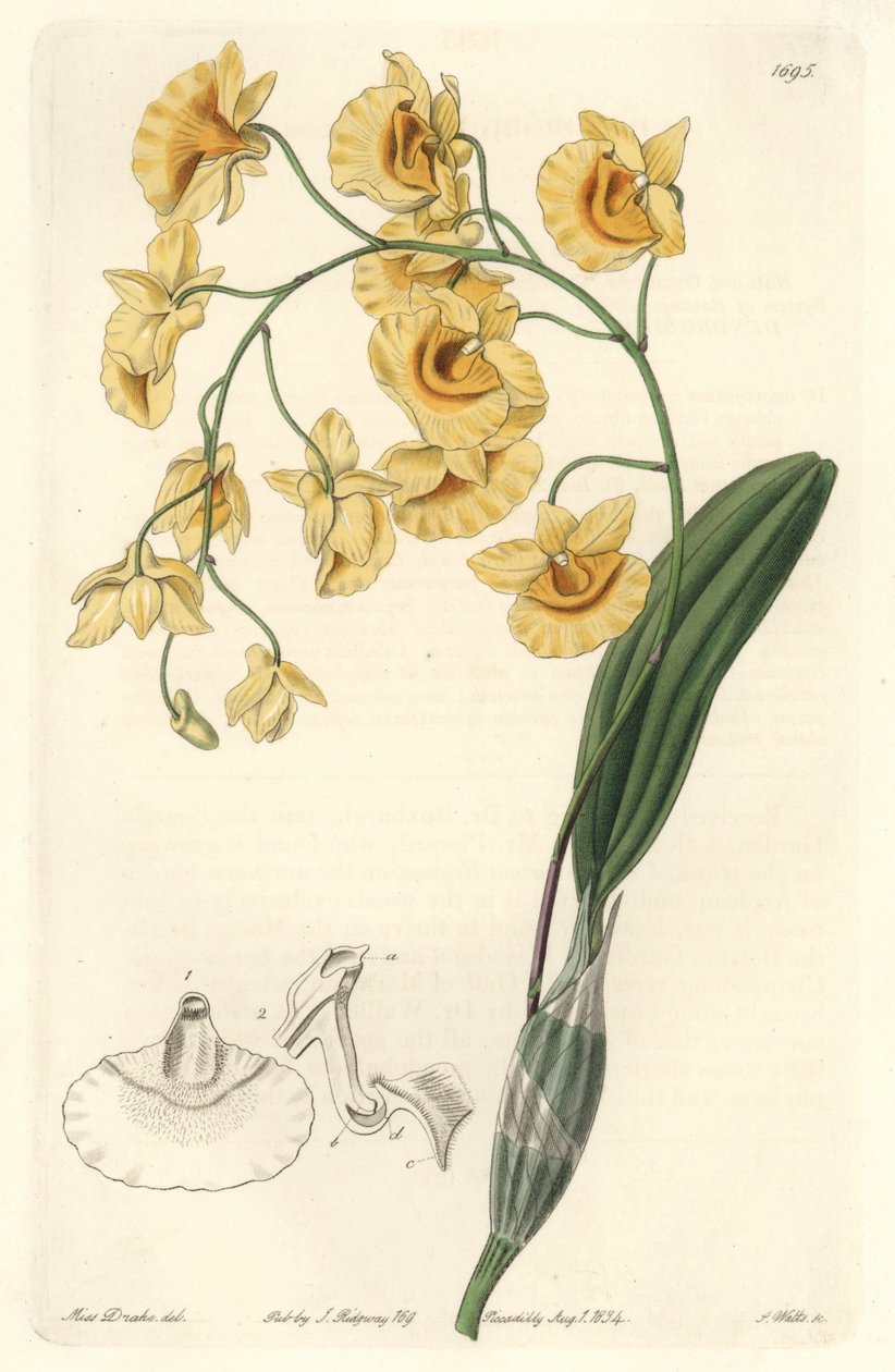 Orquídea dendrobium amarilla, nativa de India - Agua fuerte por S. Watts de una ilustración de Sarah Anne Drake (1803-1857), del Registro Botánico de Sydenham Teast Edwards