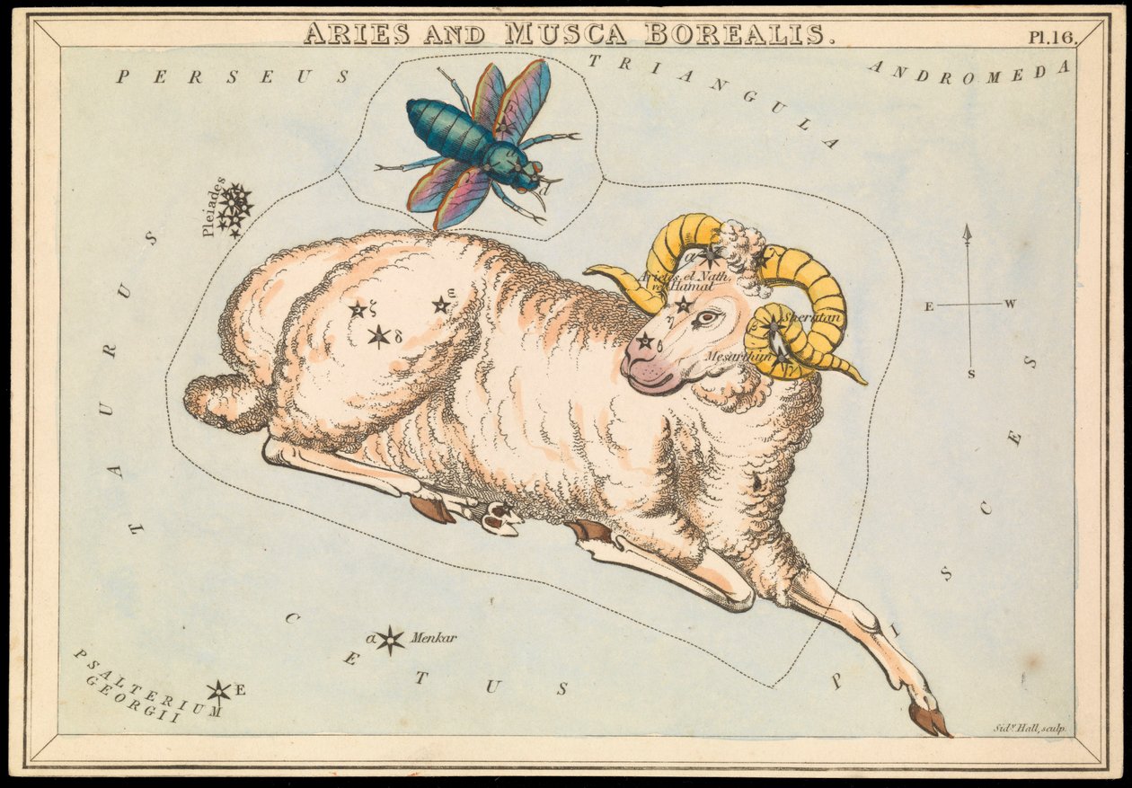 Aries y Musca borealis, c.1825 (cartulina, papel, tejido) de Sydney Hall