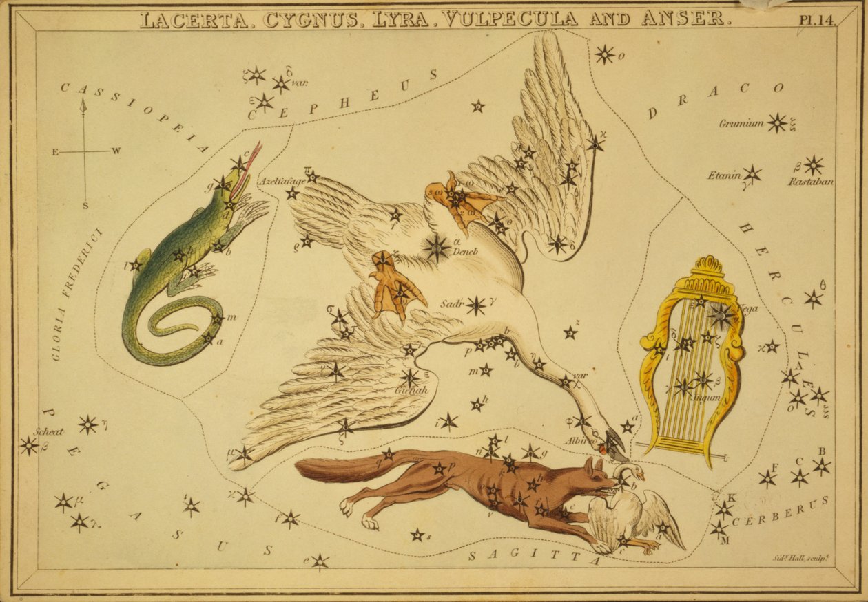 Lacerta, Cygnus, Lyra, Vulpecula y Anser, Ilustración de "Urania