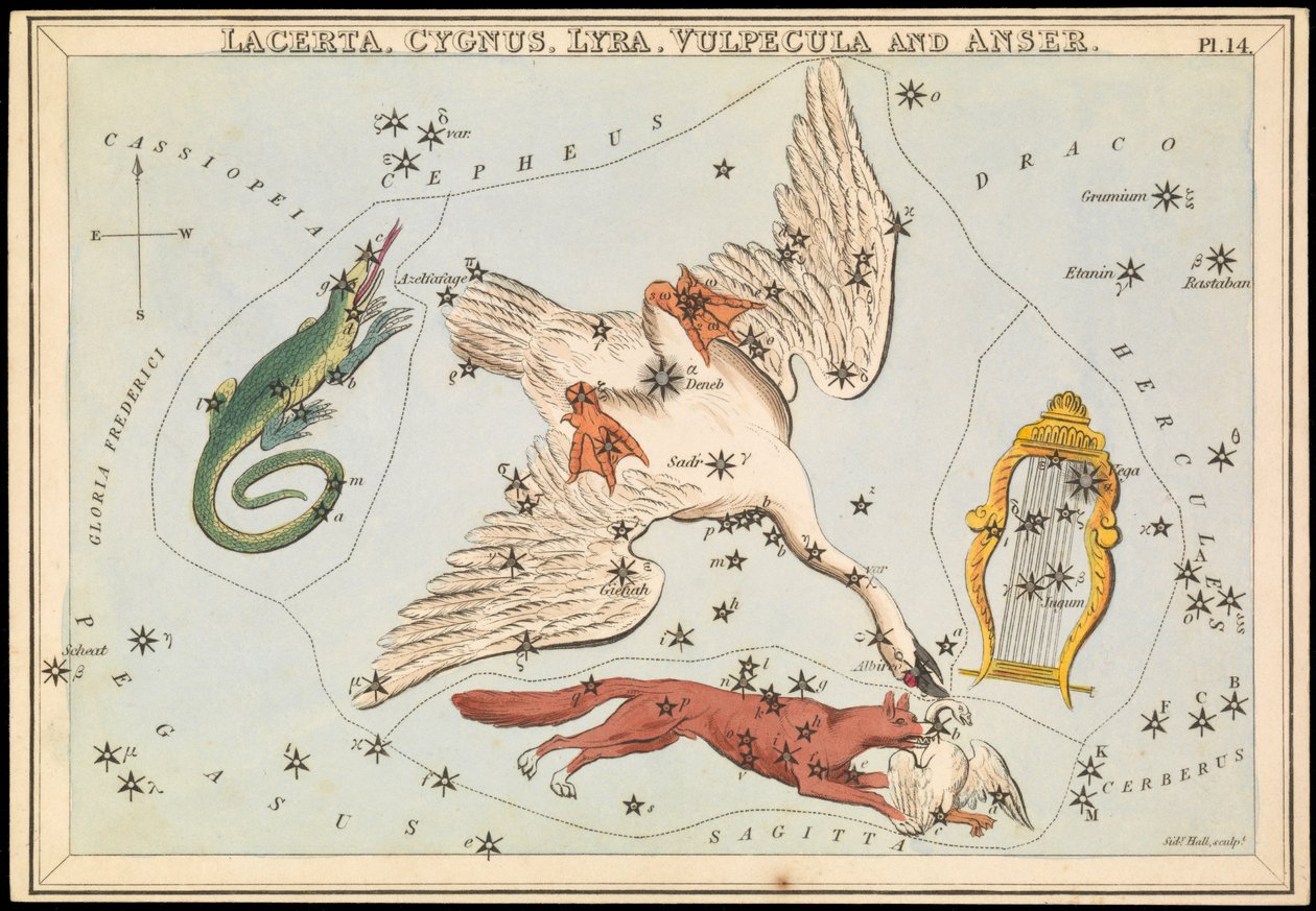 Lacerta, Cygnus, Lyra, Vulpecula y Anser, c.1825 (cartulina, papel, tejido) de Sydney Hall