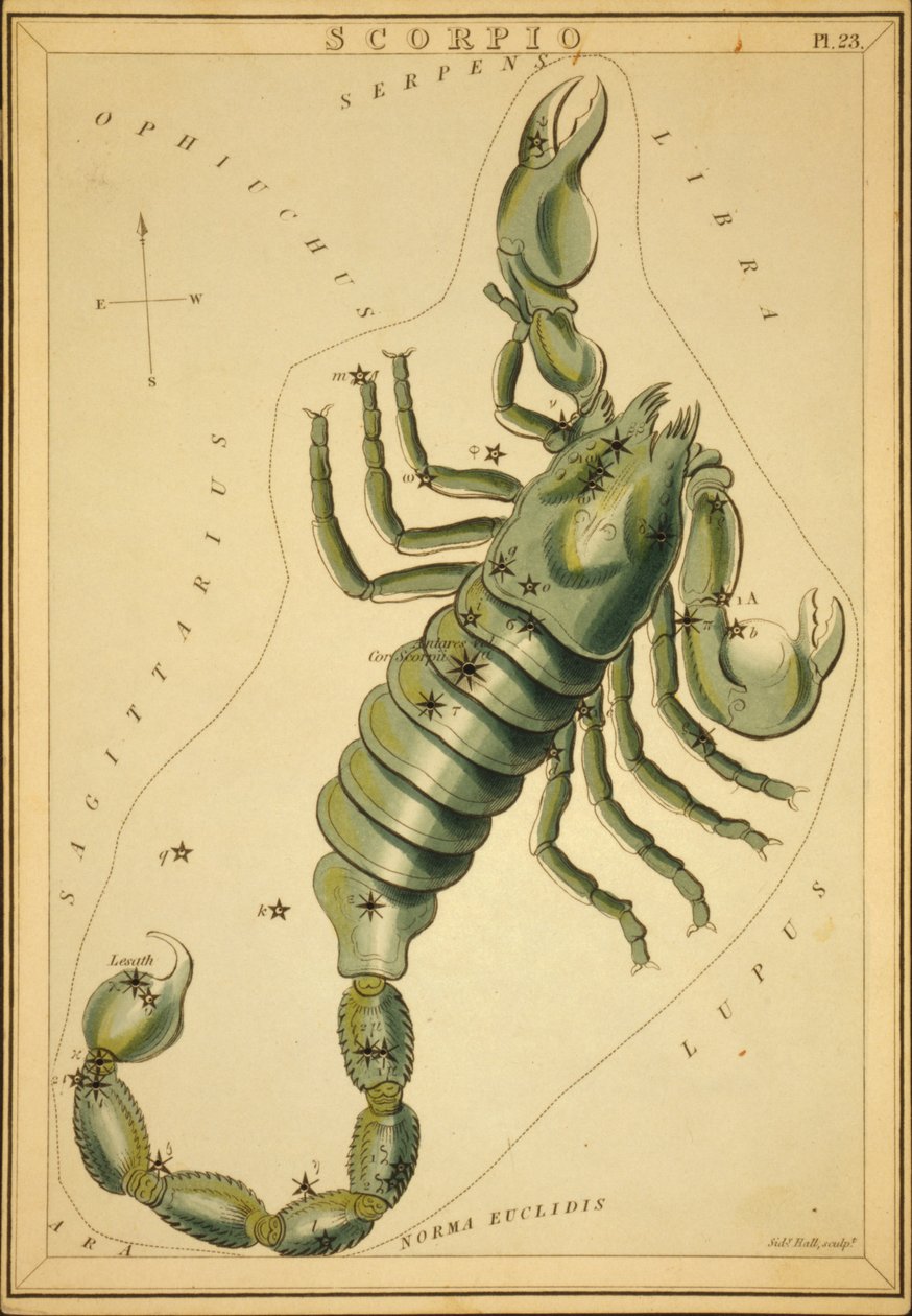 Escorpio, Ilustración de 