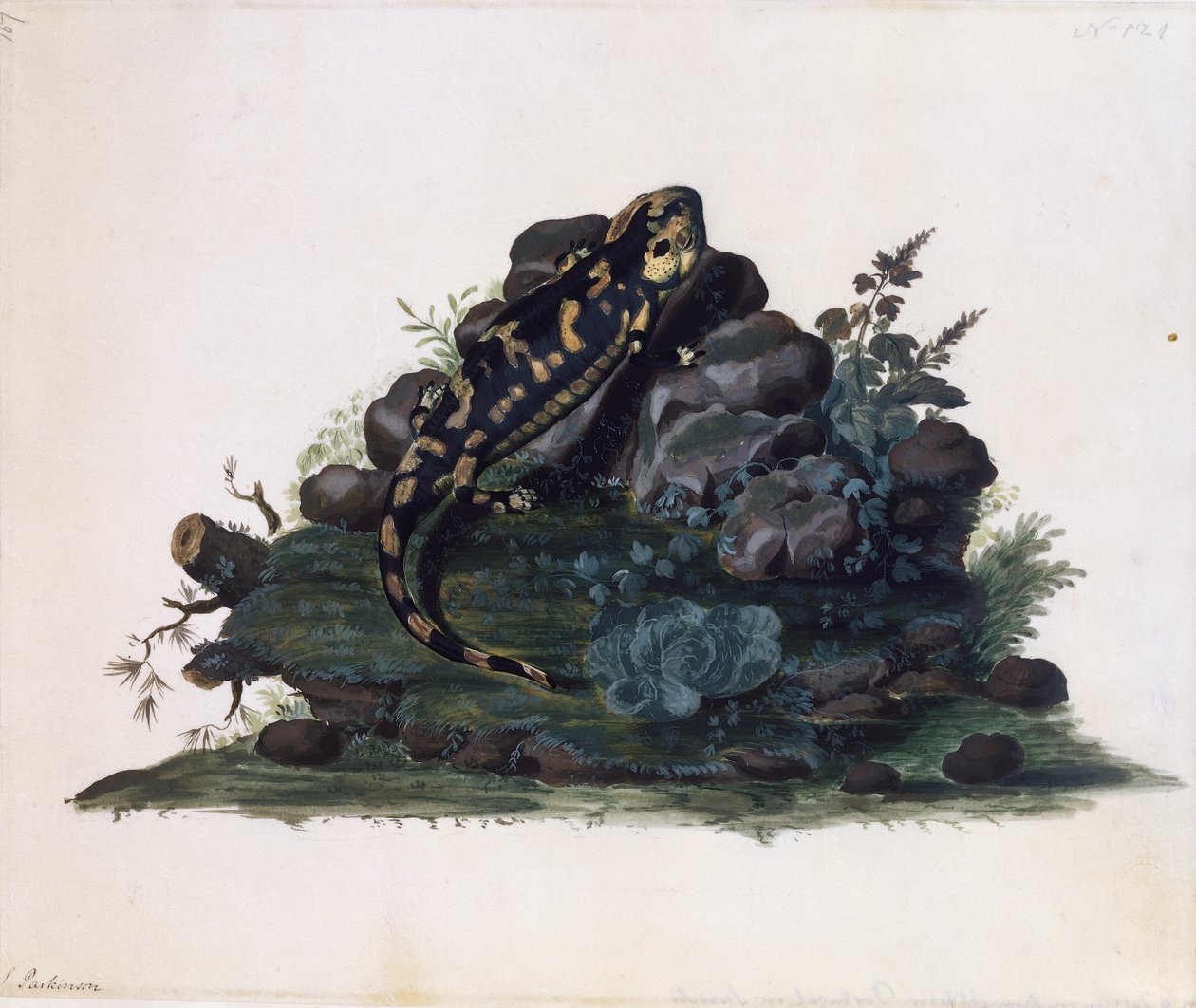 Salamandra, acuarela por Sidney Parkinson (ca 1745-1771), Reino Unido de Sydney Parkinson