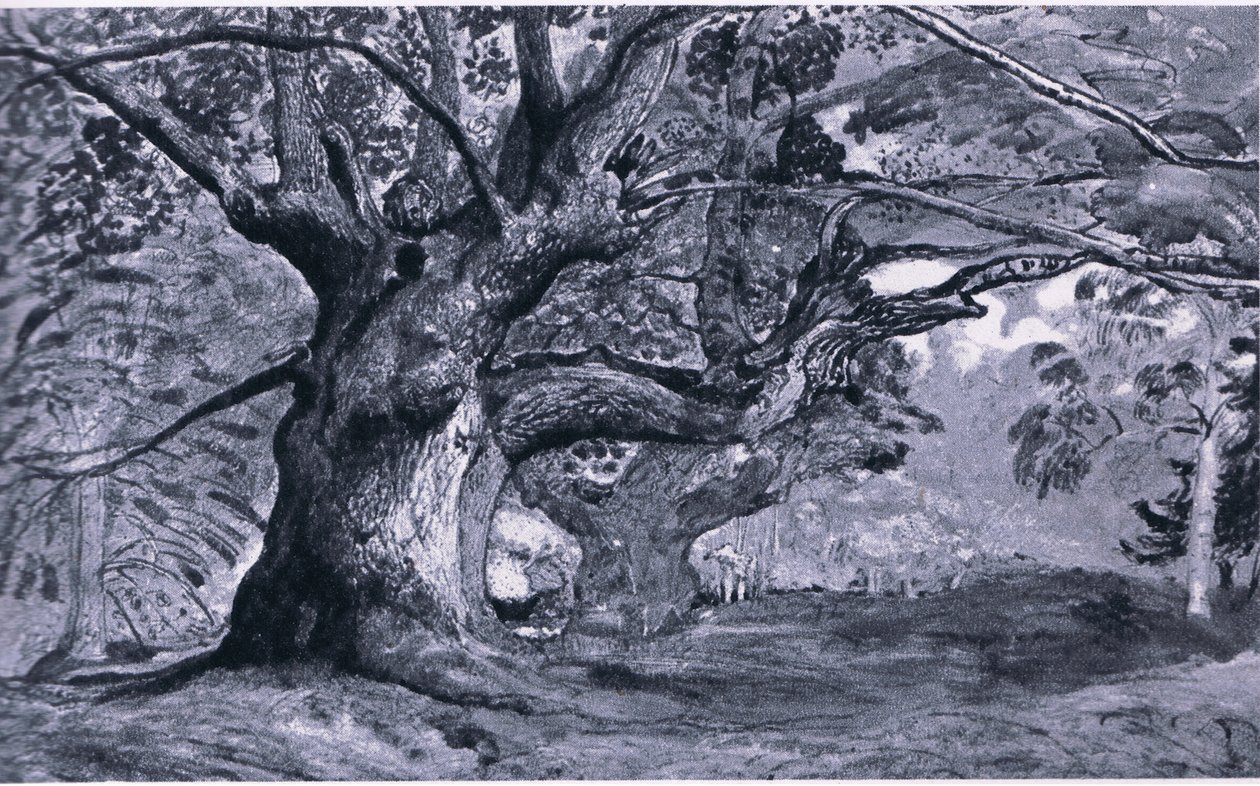 El Roble de Panshanger, Hertfordshire, Naturaleza en Gran Bretaña publicado por Collins, 1946 de T. Medland