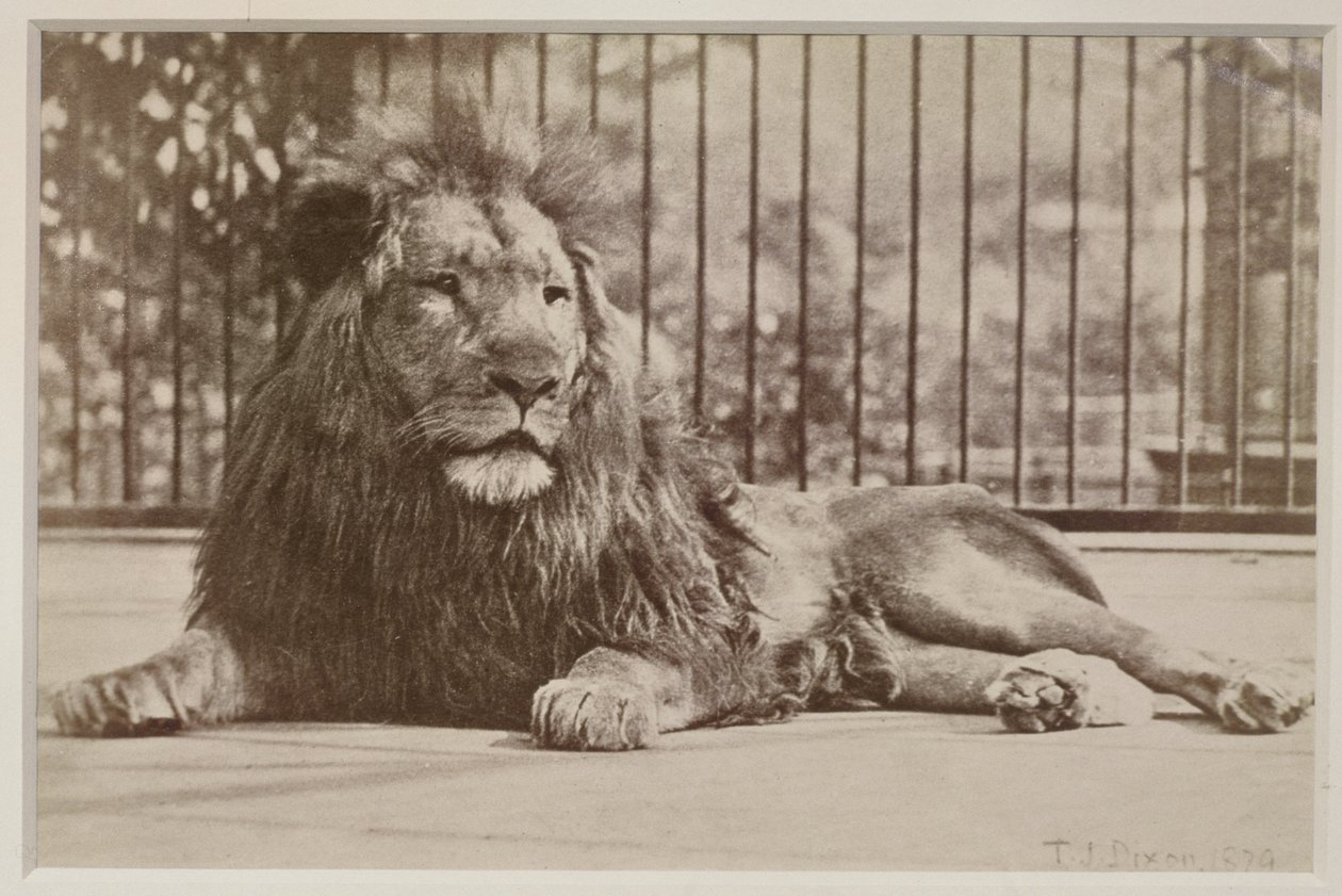 León enjaulado, 1879 de T.J. Dixon