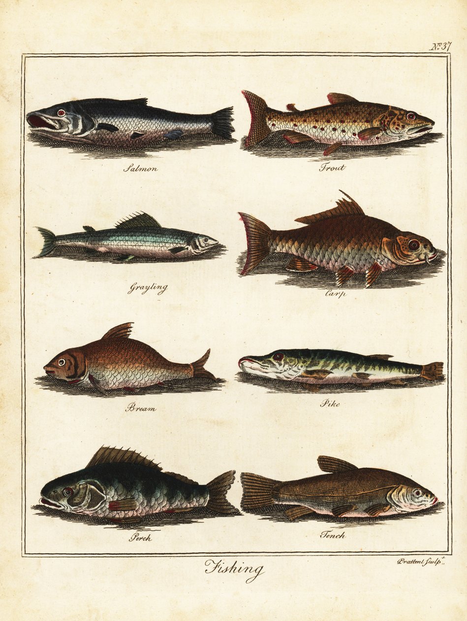 Pesca: salmón, trucha, tímalo, carpa, brema, lucio, perca, tenc 1792 (grabado) de T. Prattent