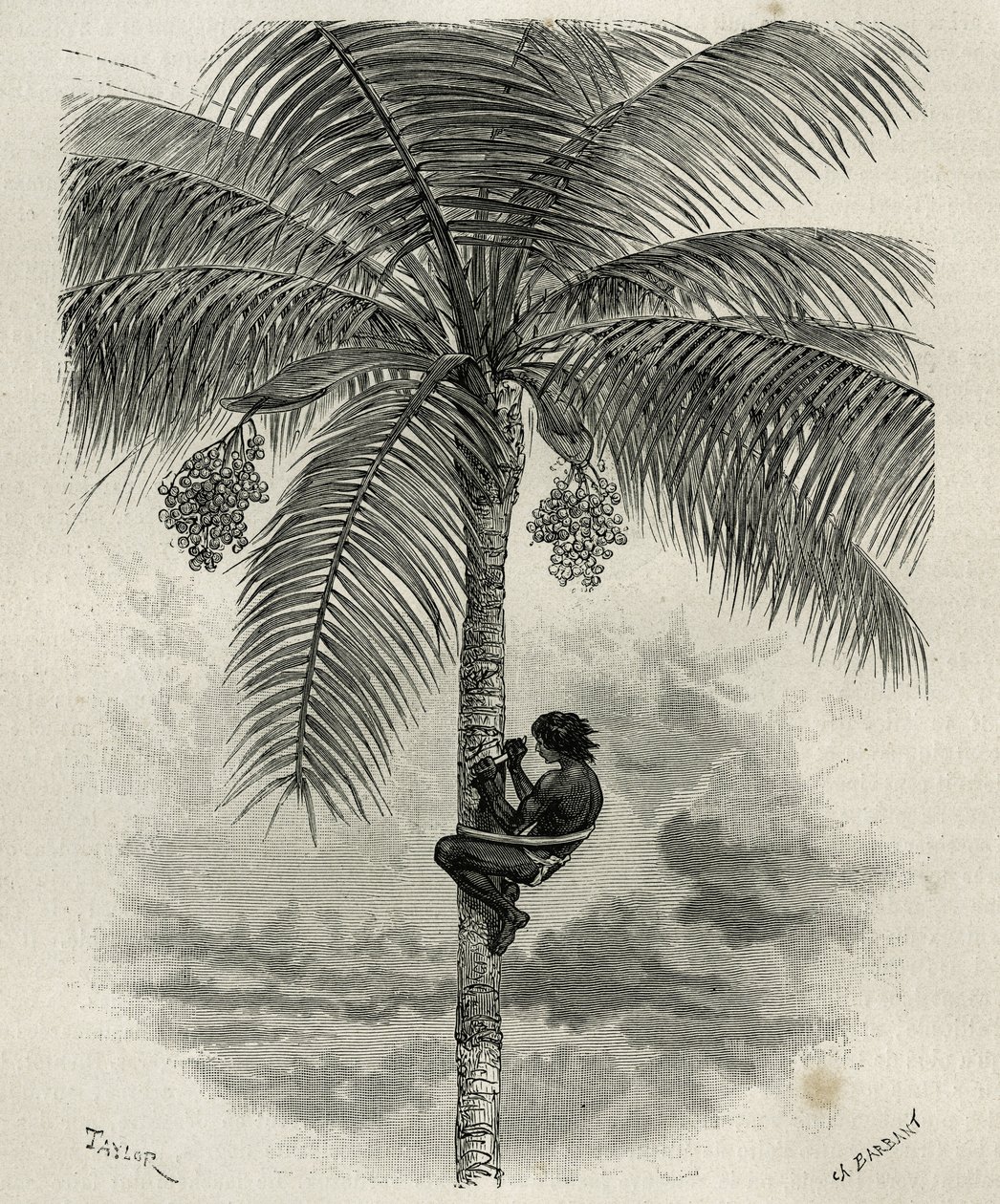 La recolección de cera de palma ceroxylon, en el Quindío (Colombia), ilustración de la historia L