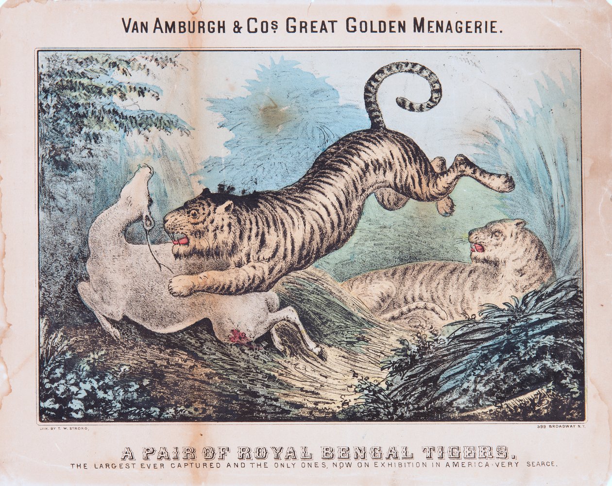 Un par de tigres de Bengala reales de T. W. Strong