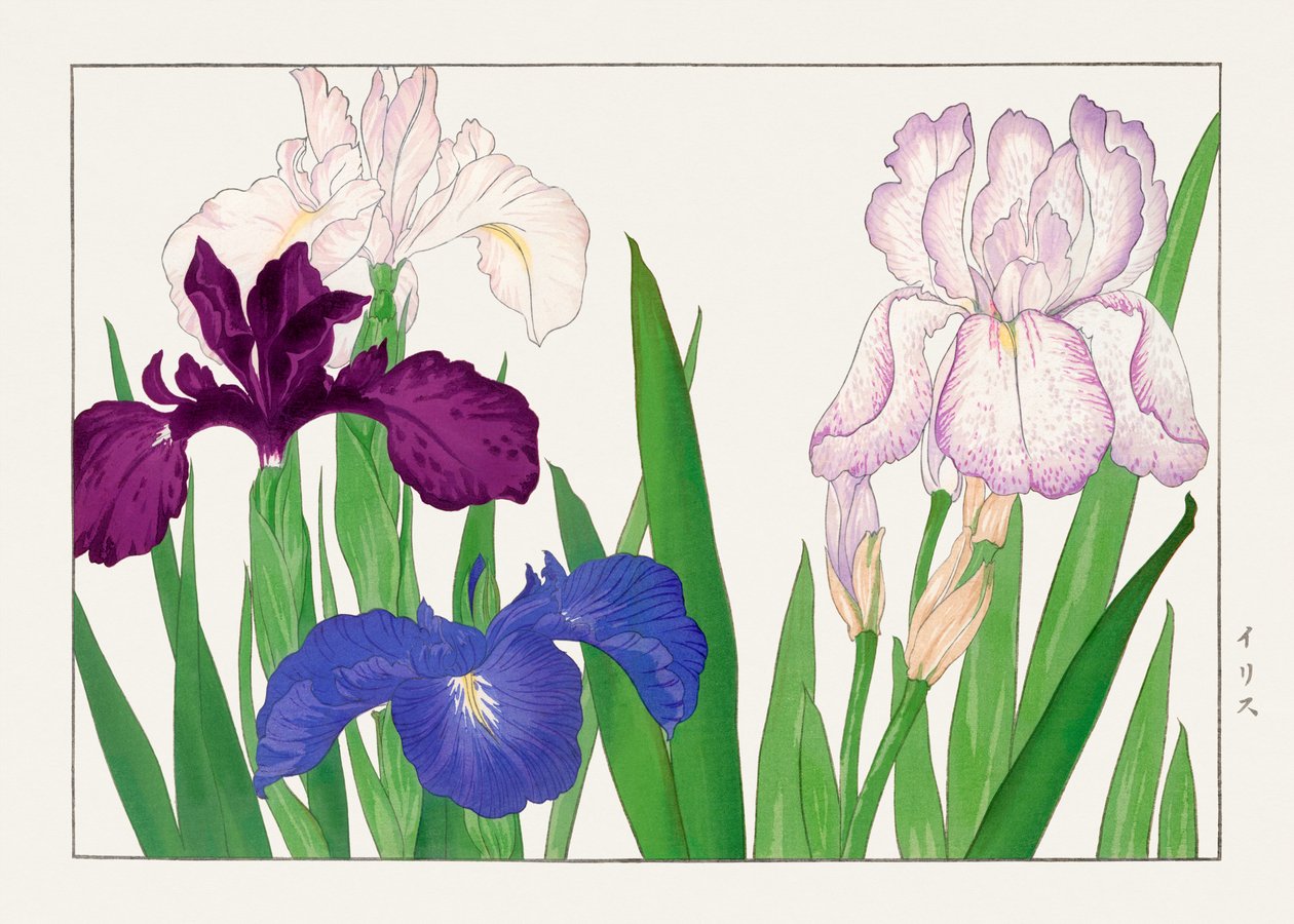 Flor de Iris de "Seiyou Sokazufu" de Tanigami Konan