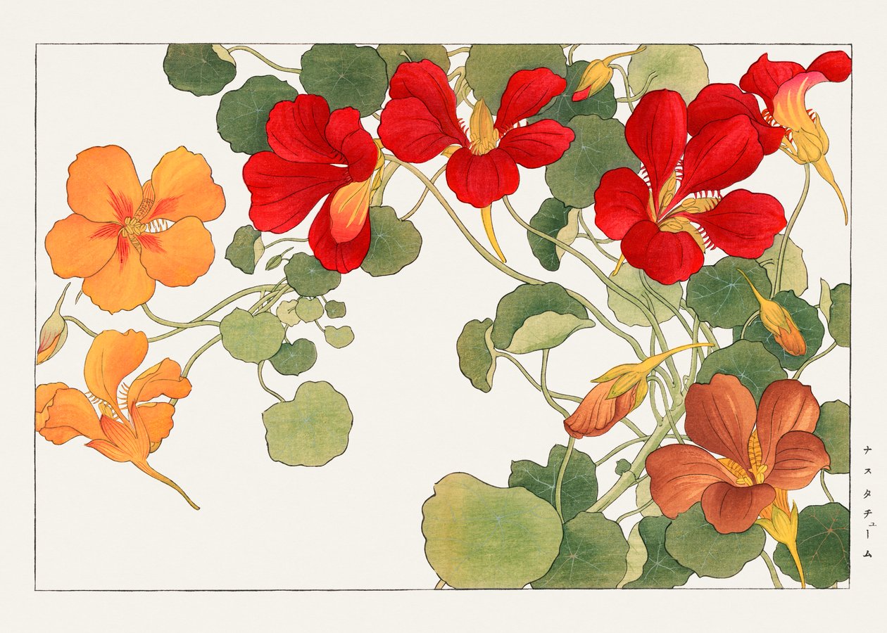 Flor de capuchina de "Seiyou Sokazufu" de Tanigami Konan