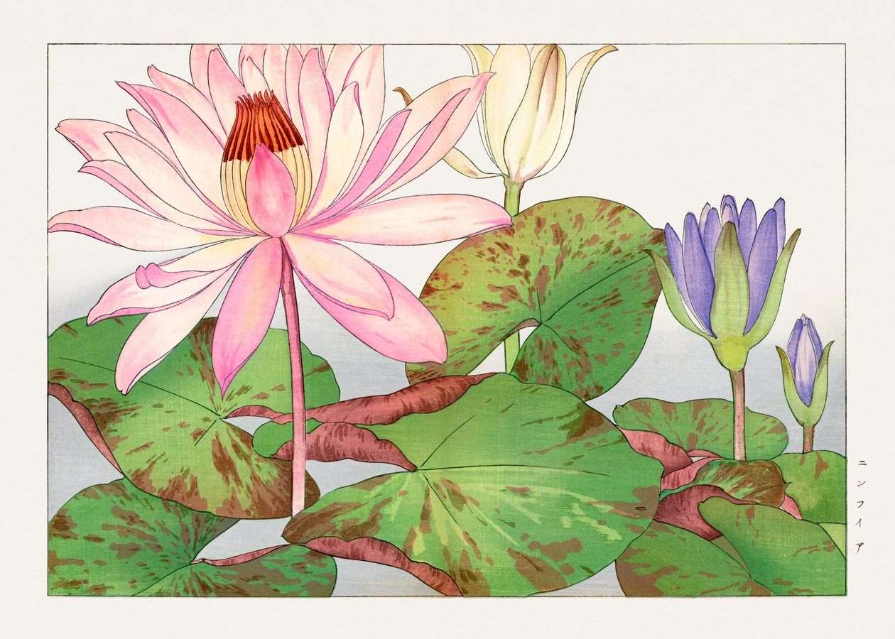 Nymphaea lotus de "Seiyou Sokazufu de Tanigami Konan