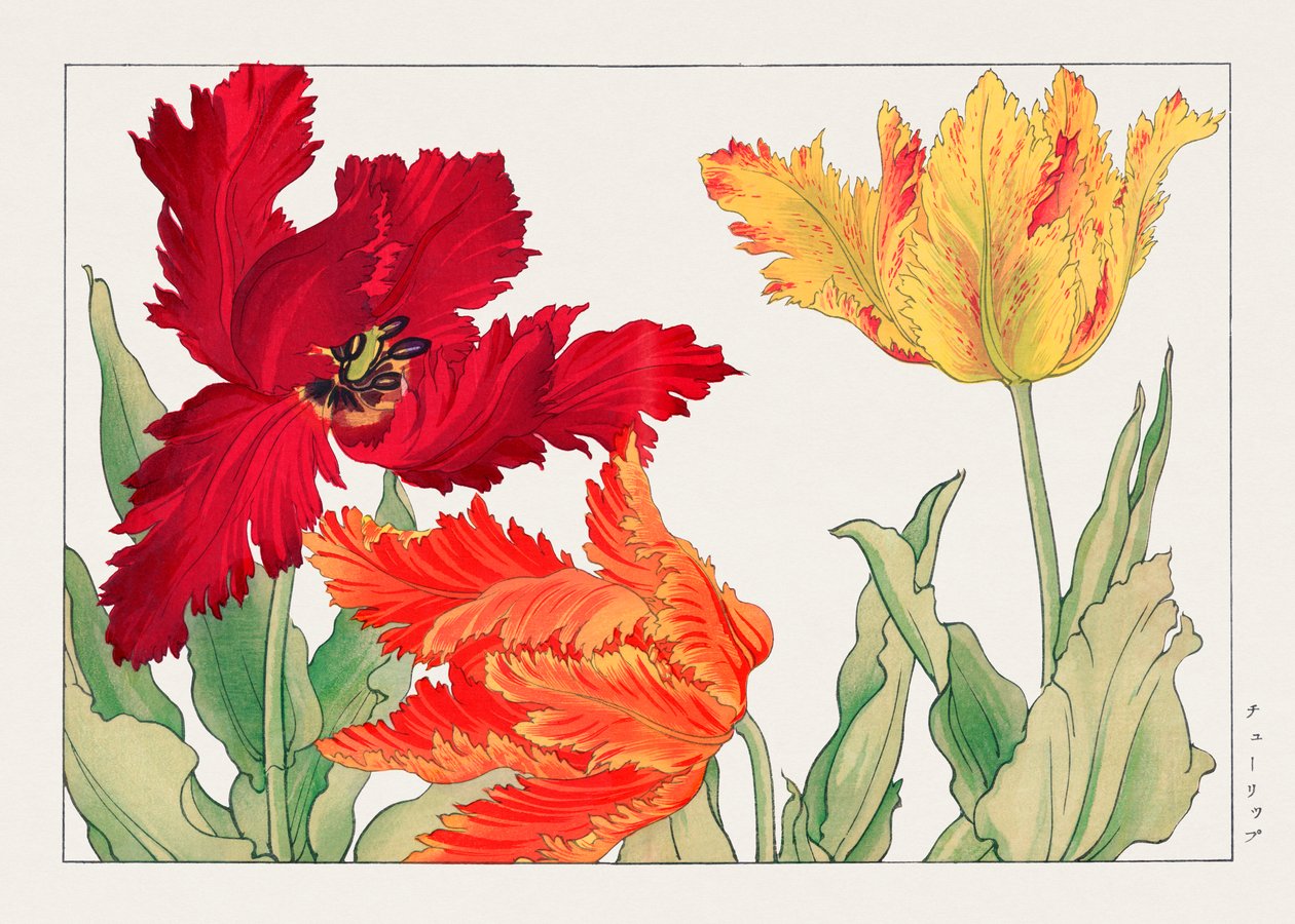 Tulipán loro de "Seiyou Sokazufu" de Tanigami Konan