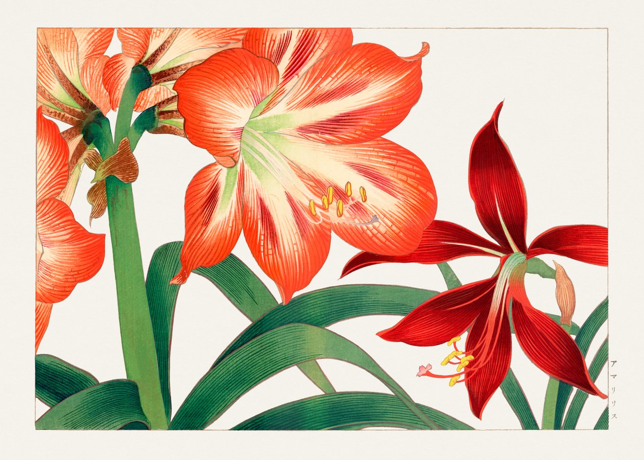 Flor de amarilis vintage de "Seiyou Sokazufu" de Tanigami Konan