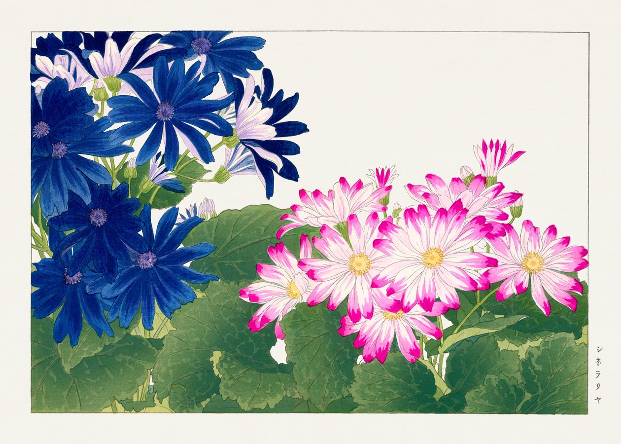 Flor cineraria vintage de "Seiyou Sokazufu" de Tanigami Konan