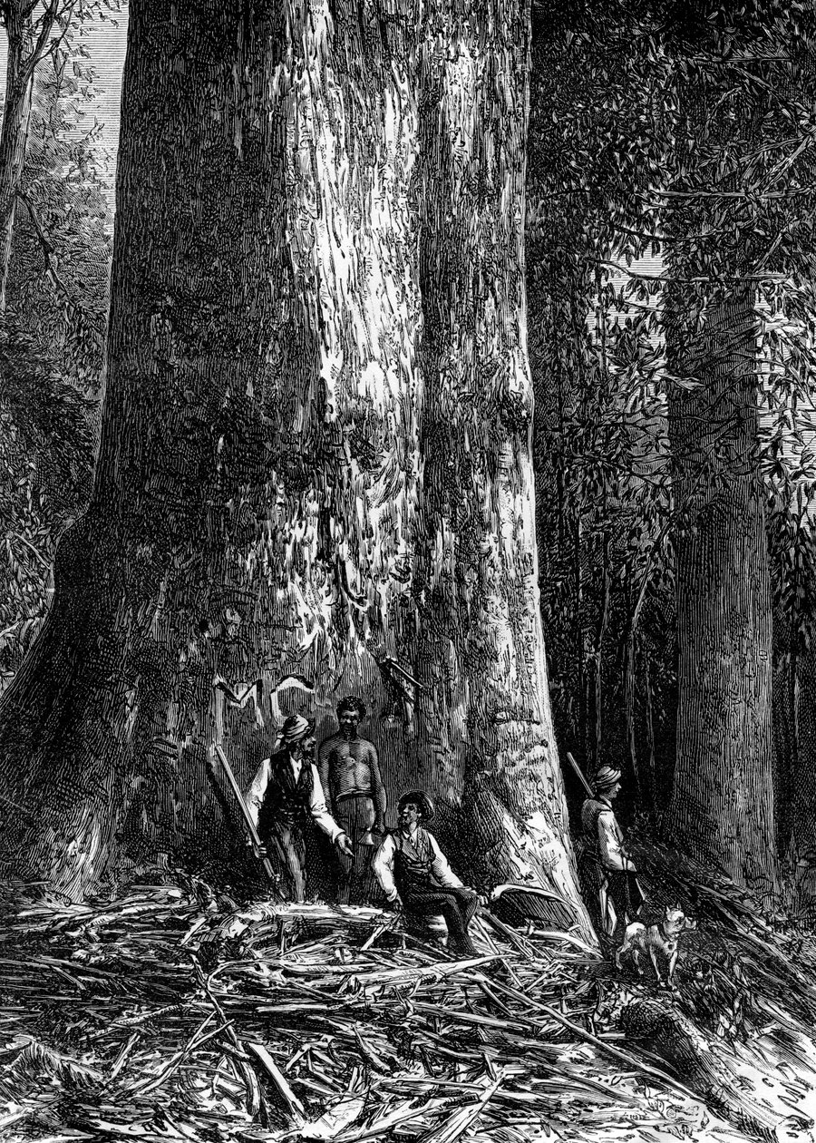 Eucalipto gigante, Australia de Taylor