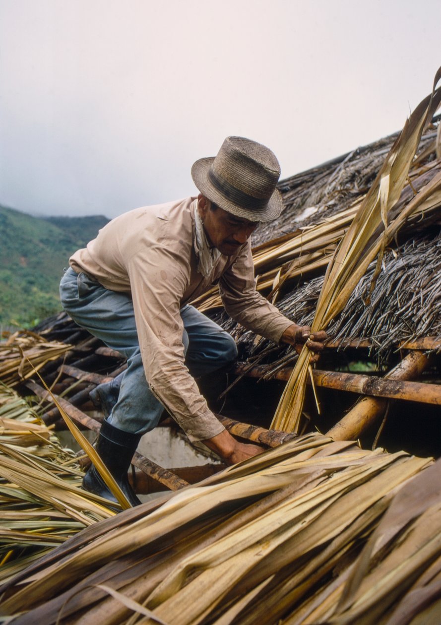 Un campesino colombiano paja su tejado con hojas de caña de azúcar. - Cerca de Pamira, Colombia SA de Ted Spiegel