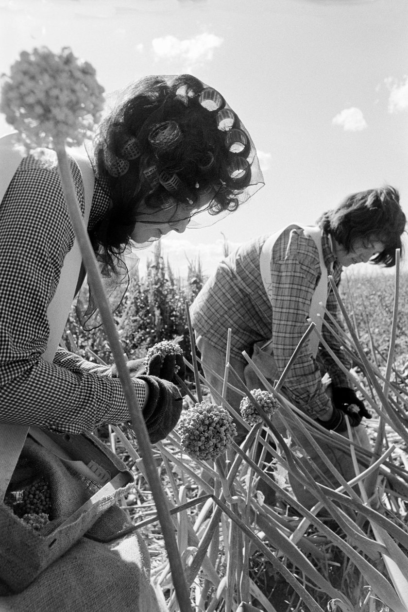 El agricultor familiar Ed Ker, del rancho A.M. Ker, es un granjero que cultiva... de Ted Spiegel