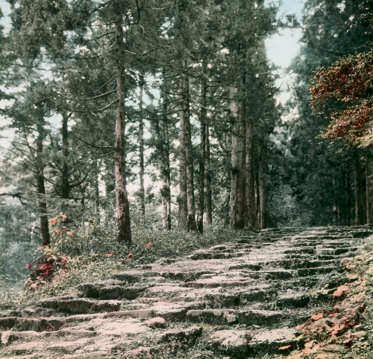 Callejón del Cedro, Hakone, circa 1900 - 1915 (fotografía) de Teijiro Takagi