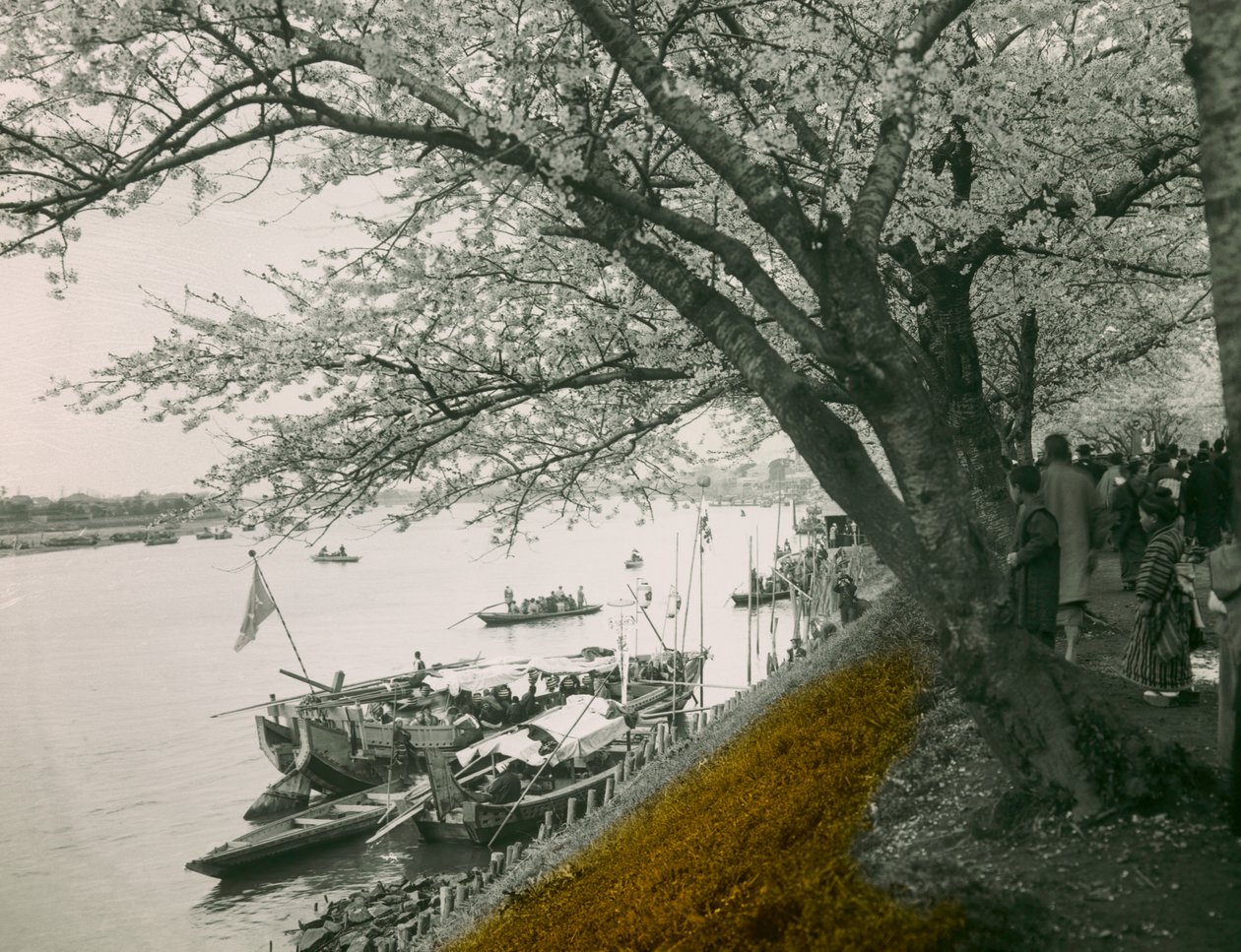 Cerezo en flor junto al estanque de Mukojima Hyakkaen hacia 1900 - 1915 (fotografía) de Teijiro Takagi