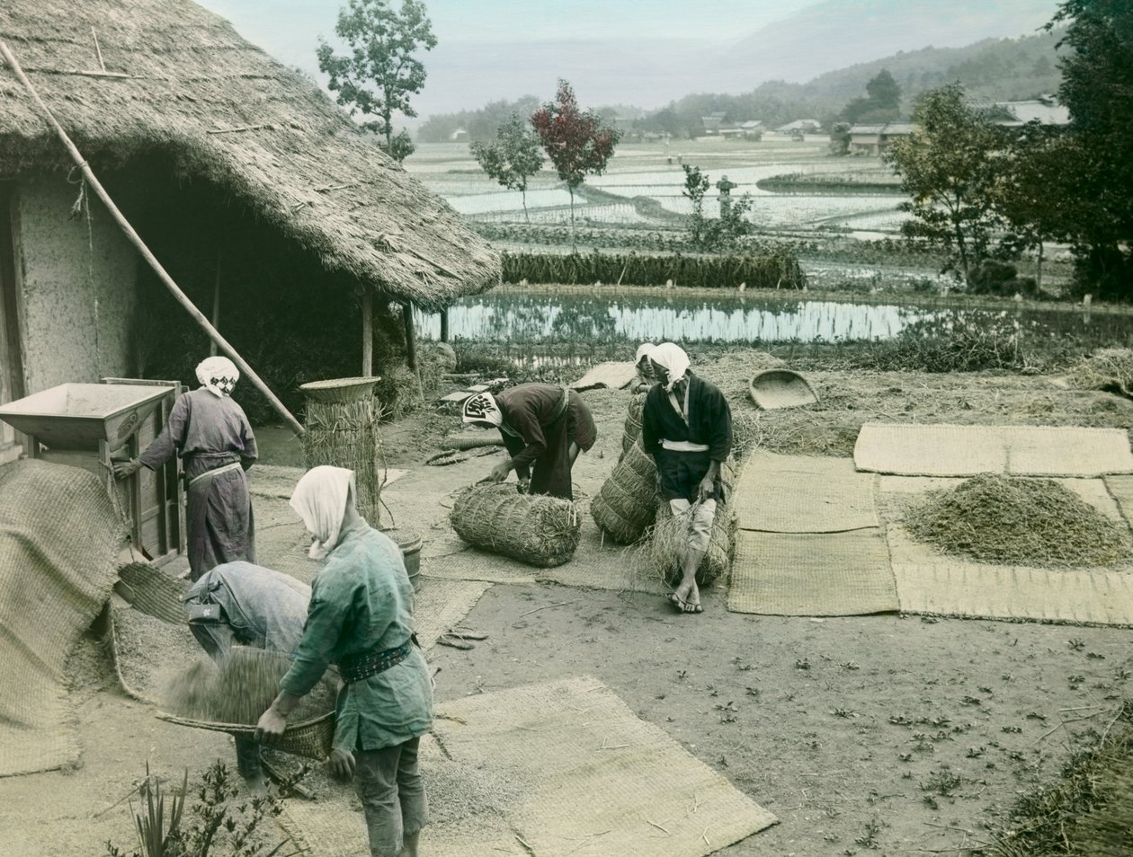 Campesinos aventando arroz a la orilla de los arrozales en Japón, hacia 1900 - 1915 (fotografía) de Teijiro Takagi