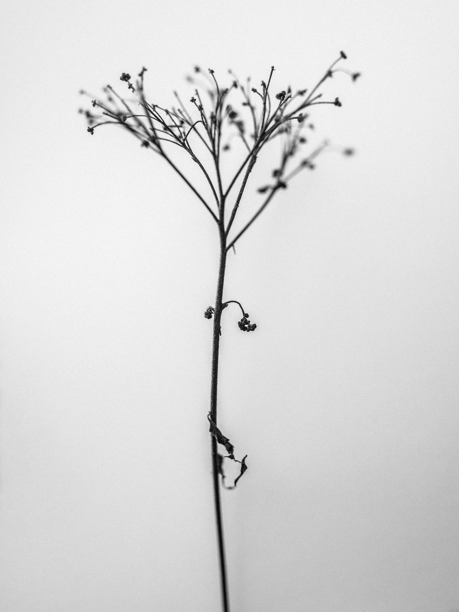 Entre las Flores 13, 2021 (foto b/n) de Teis Albers