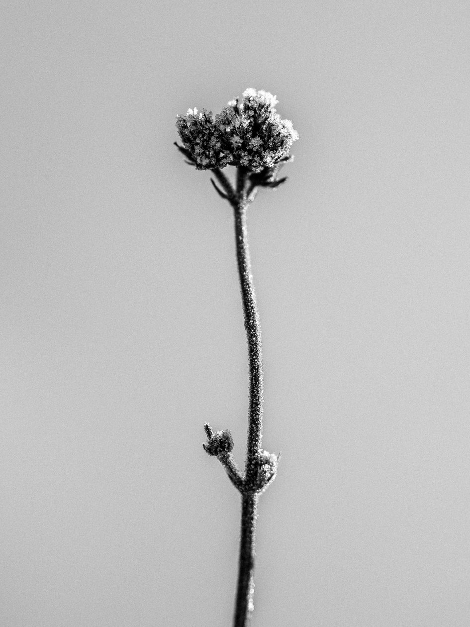 Entre las Flores 16, 2021 (foto b/n) de Teis Albers