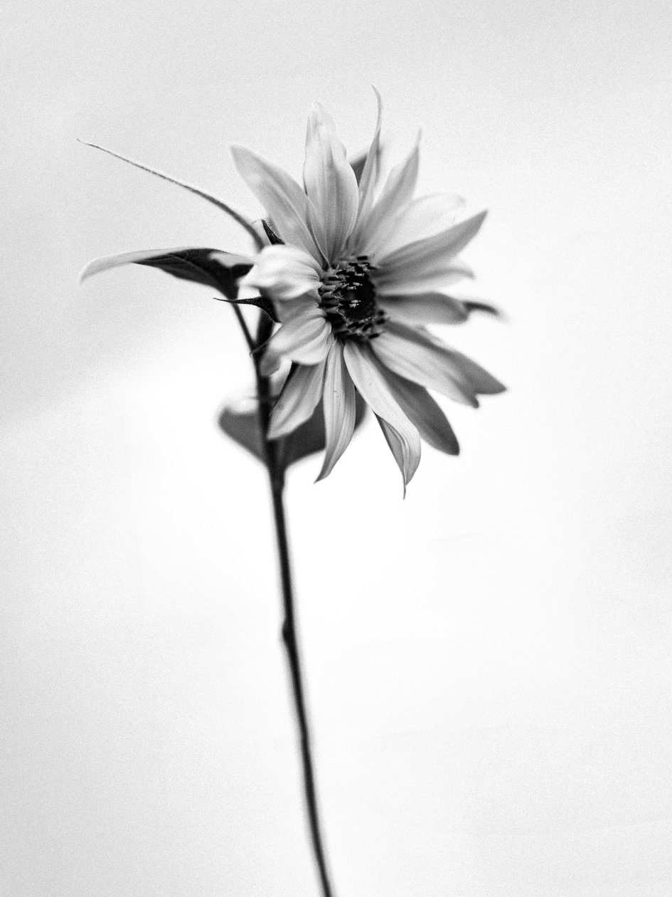 Entre las Flores 25, 2021 (foto b/n) de Teis Albers