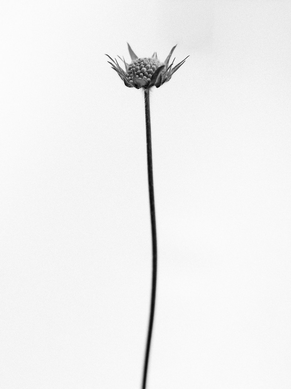 Entre las Flores 33, 2021 (foto b/n) de Teis Albers