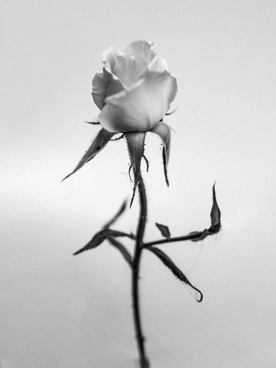 Entre las Flores 40, 2021 (foto b/n) de Teis Albers