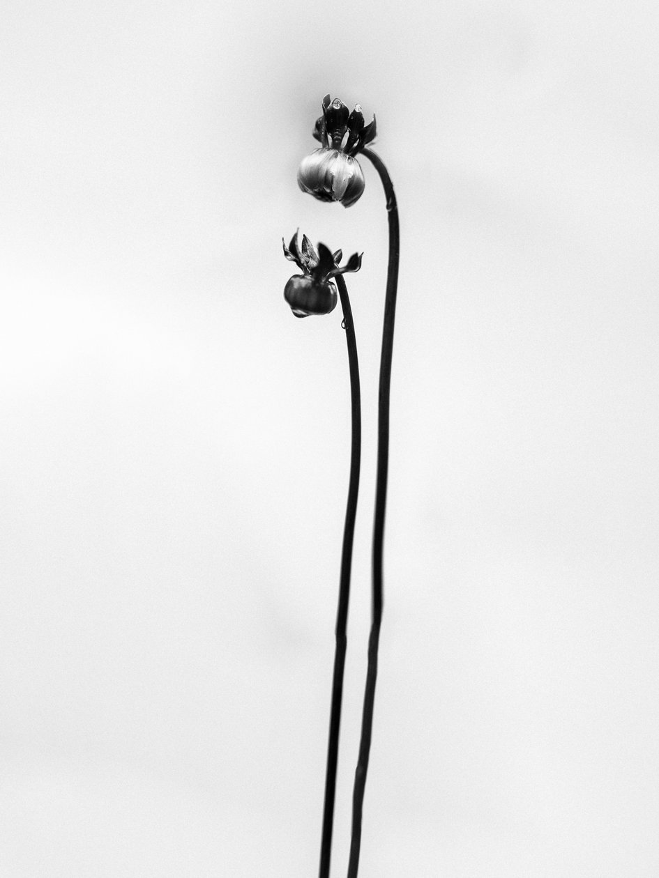 Entre las Flores 49, 2021 (foto b/n) de Teis Albers
