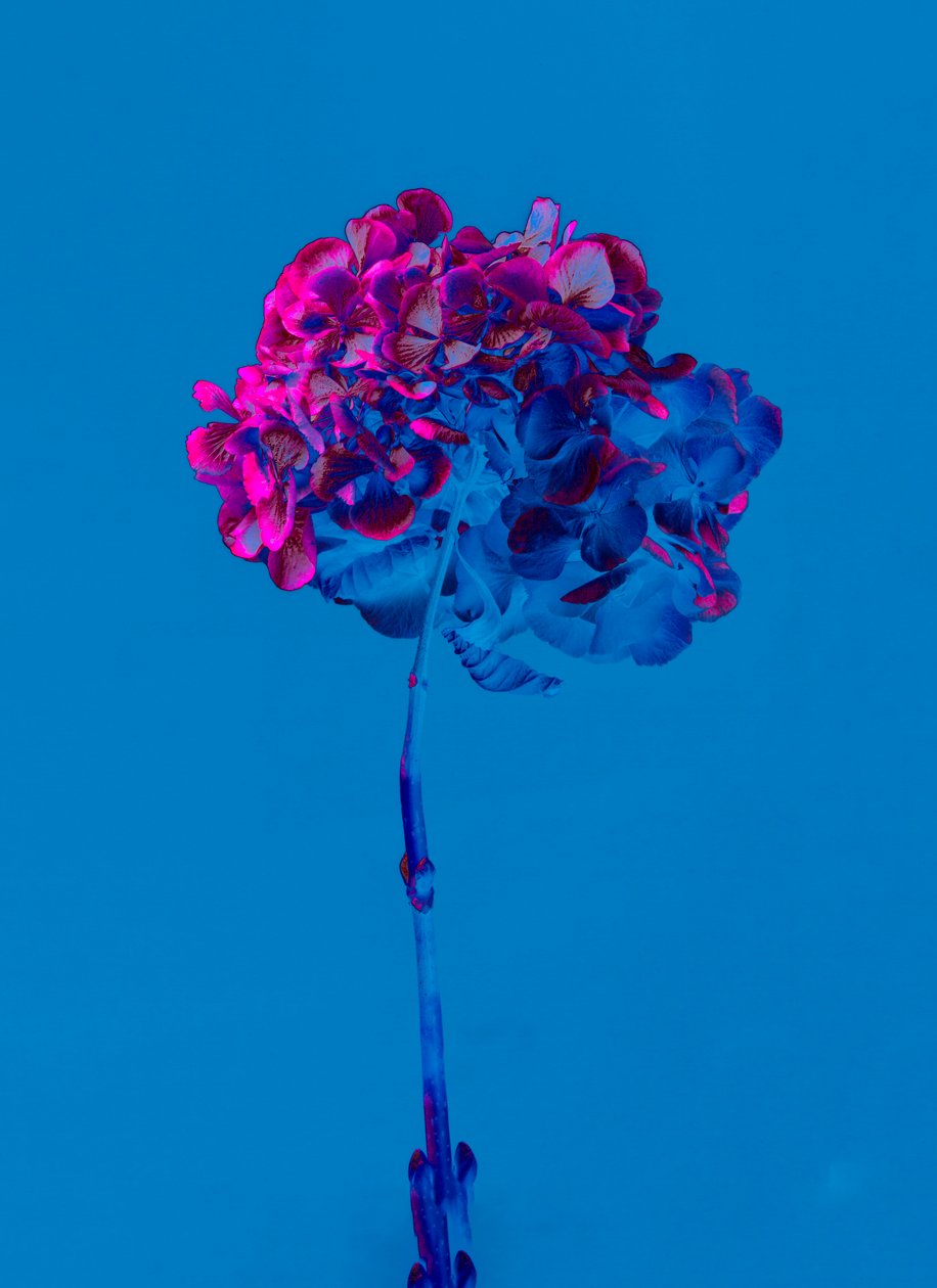 Hortensia 2, 2019 (foto) de Teis Albers