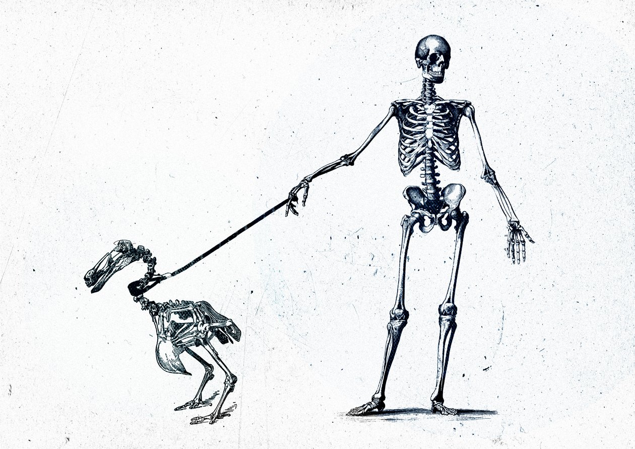Walking my dodo, 2015 (técnica mixta sobre lienzo) de Teis Albers
