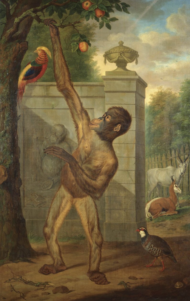 Orangután del Zoo de Stadholder Willem V, recogiendo una manzana de Tethart Philipp Christian Haag