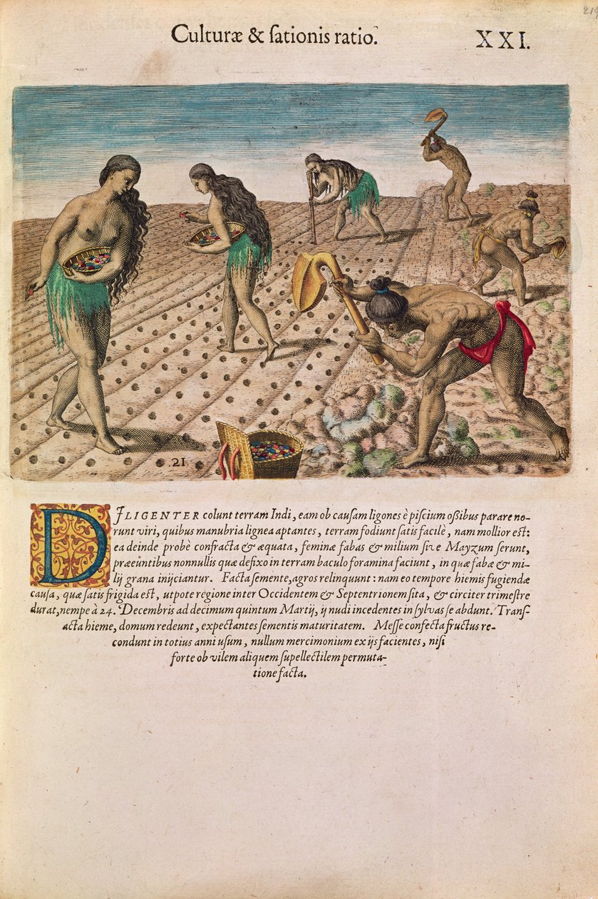 Indios de Florida plantando maíz, de 
