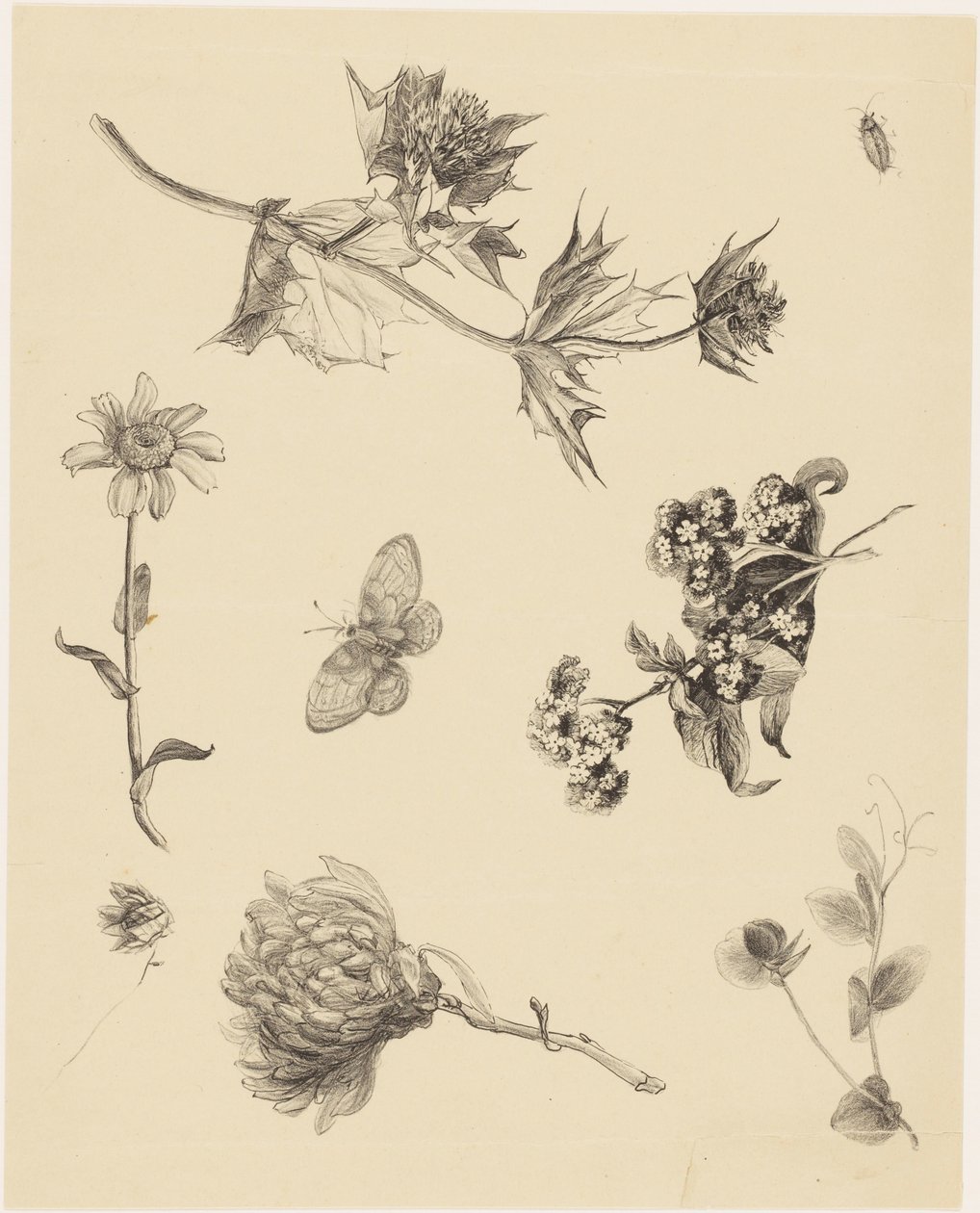 Flores y hojas de Theo van Hoytema