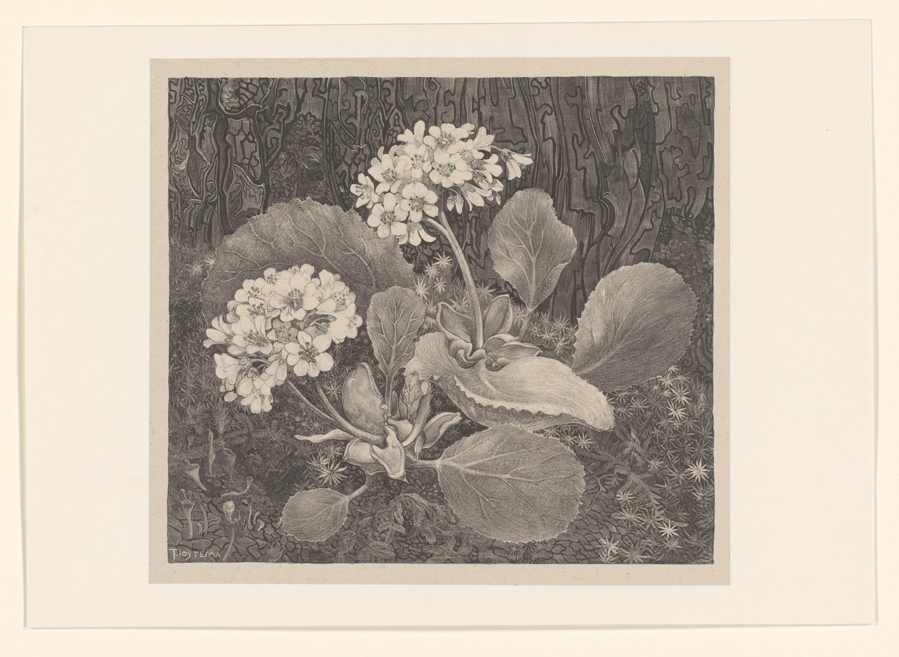 Primula in het mos
Bloemstudies (título original de la serie) de Theo van Hoytema