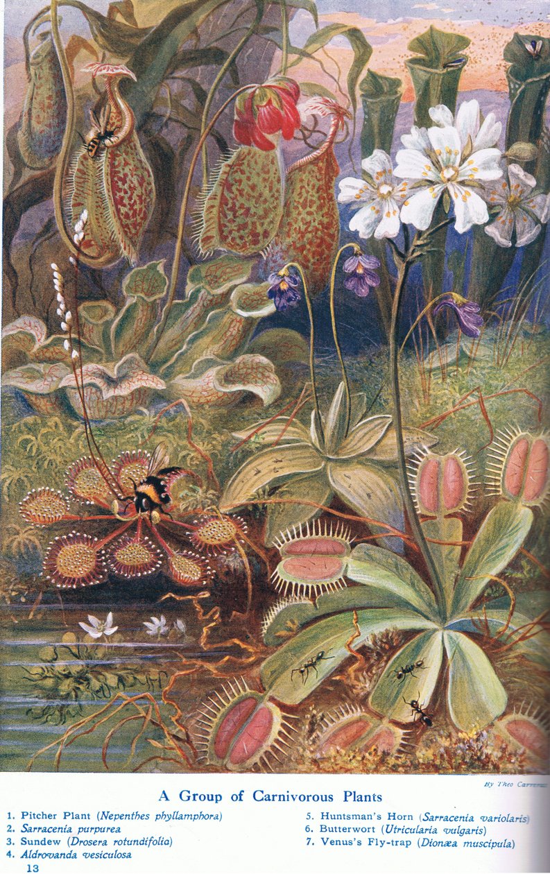 Plantas carnívoras, ilustración de 