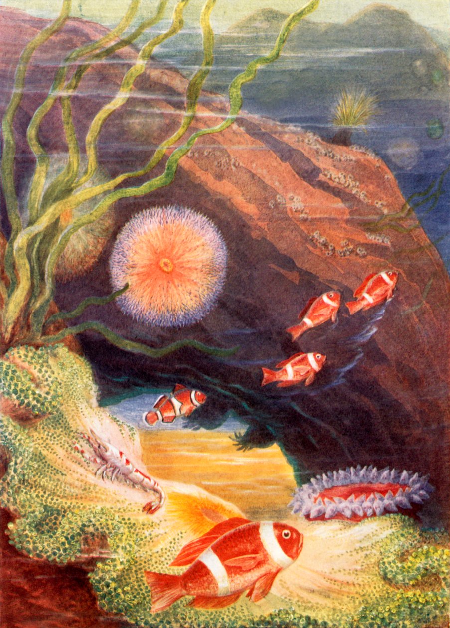  de Theobald Carreras