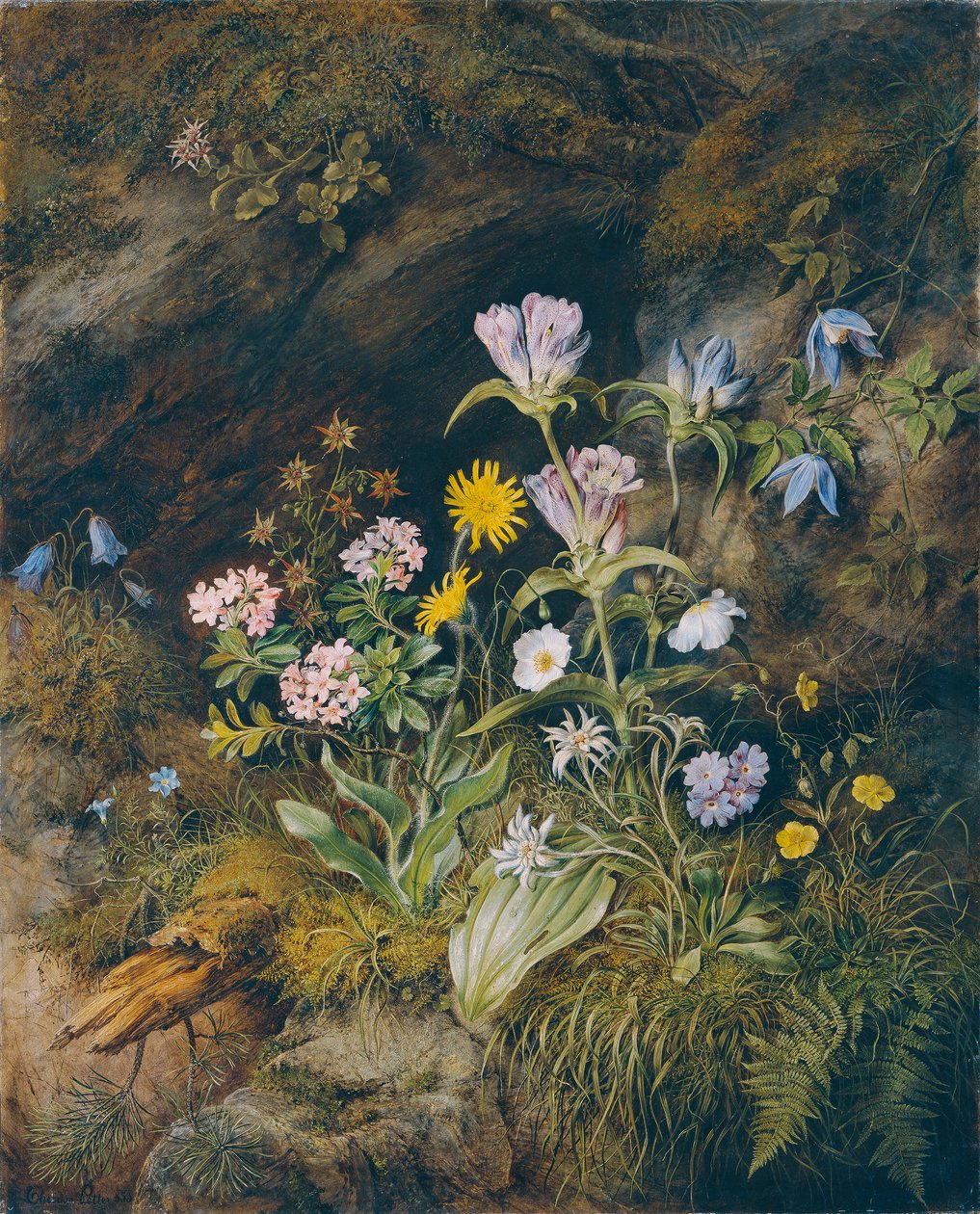 flora alpina de Theodor Josef Petter