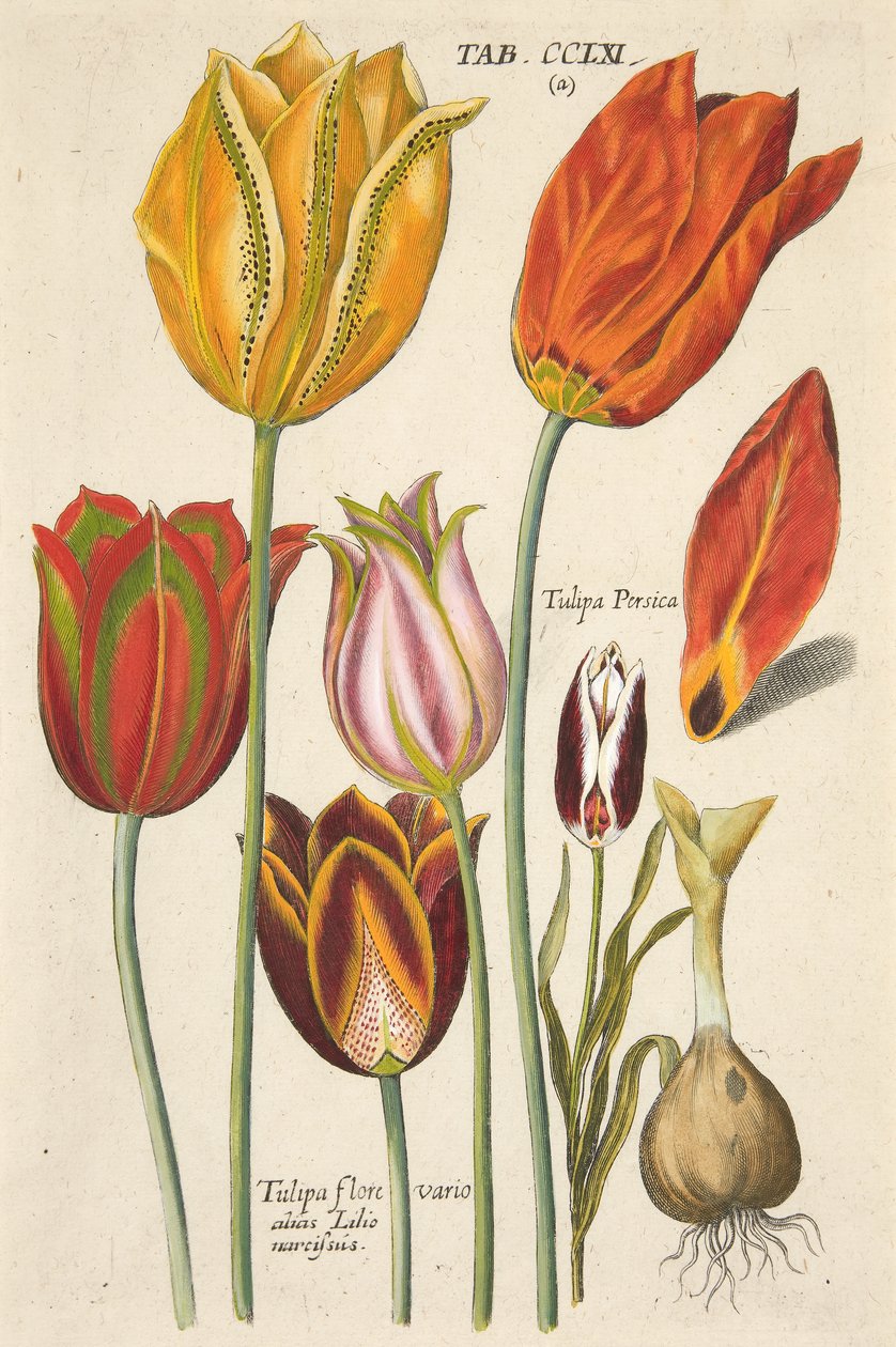 Tulipanes. De Florilegium novum, hoc est Variorum Maximeque Radiorum Florum ac Plantorum, pub. 1612 de Theodore de Bry