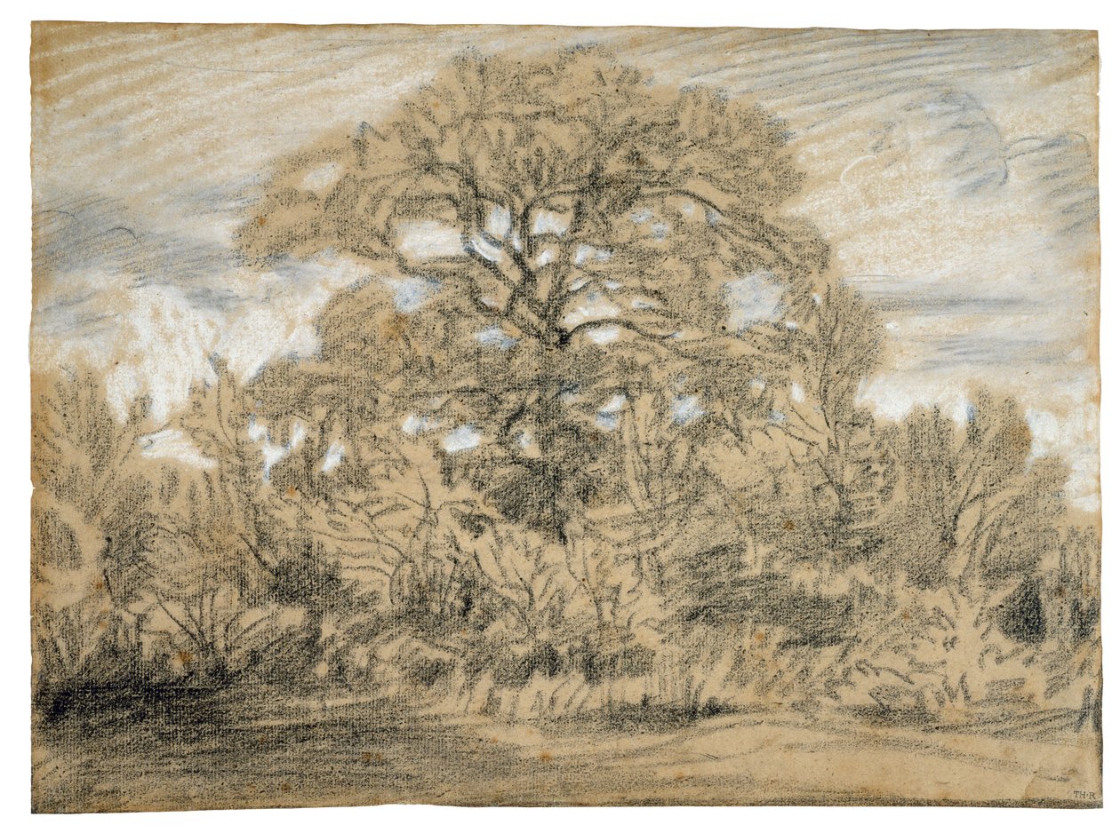 Estudio de un roble, c.1862 de Pierre Etienne Theodore Rousseau